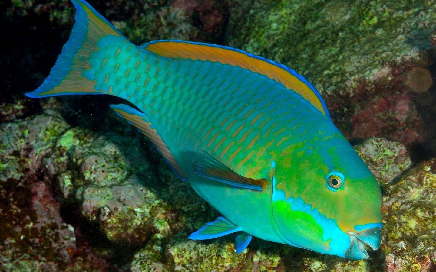 1440x900 Parrot Fish Wallpaper