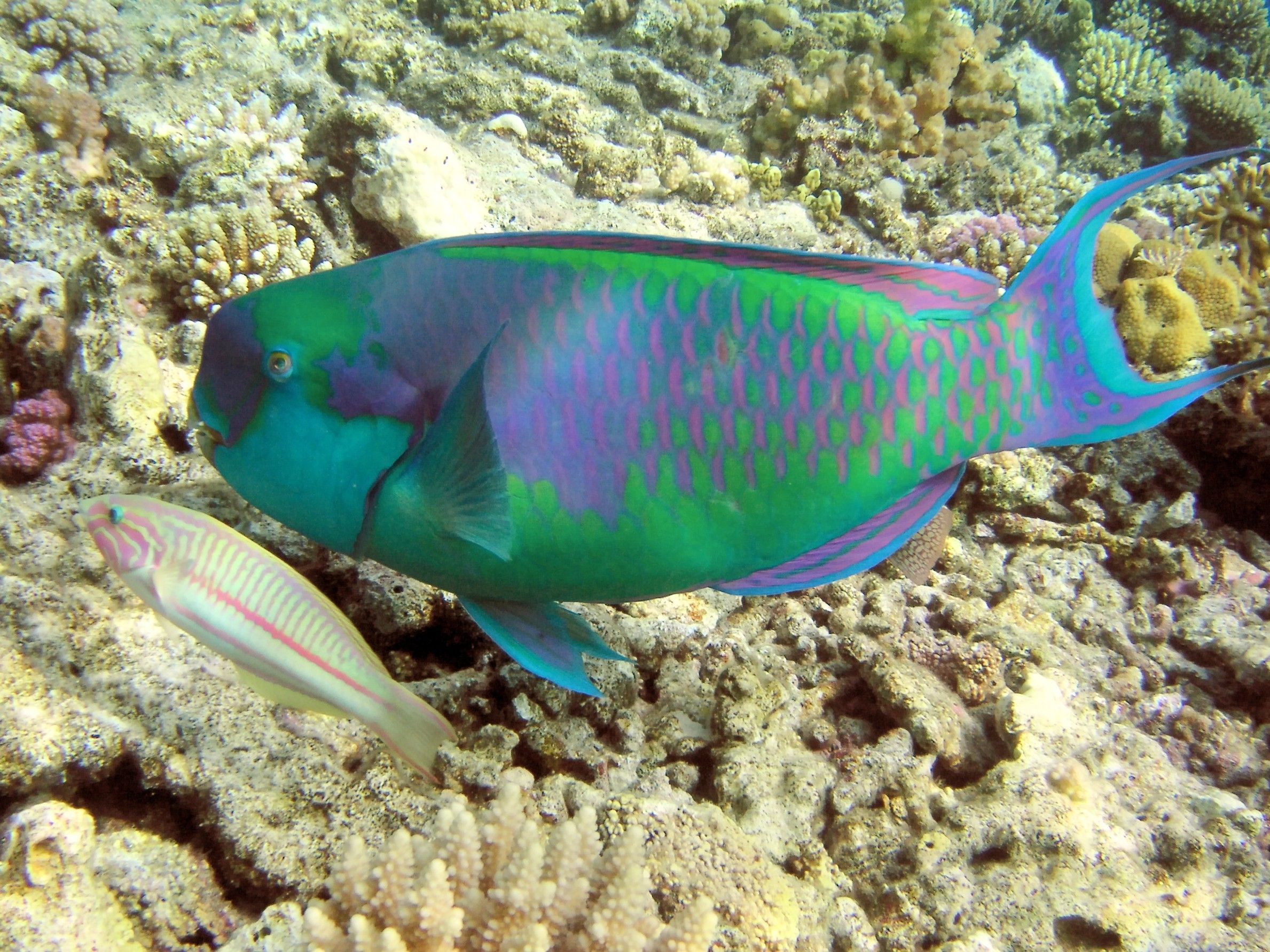 2378x1783 Rainbow Parrot Fish Wallpaper 18913