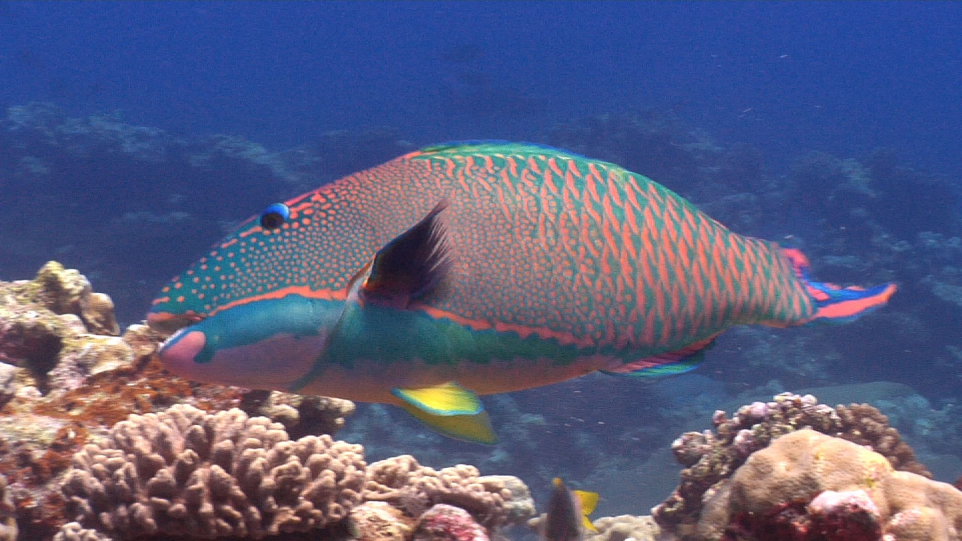 1920x1080 Bicolor parrotfish Archives
