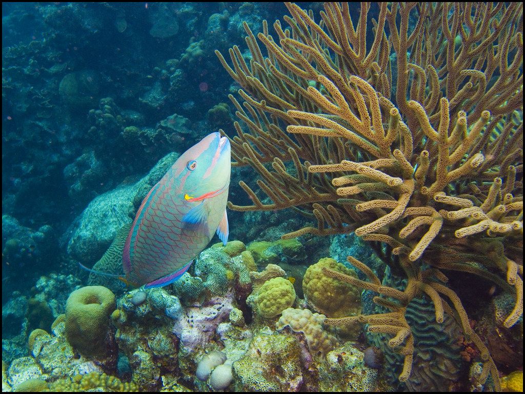 1024x768 Parrot Fish. Parrot Fish Are The Co Creators Of The Reef. T