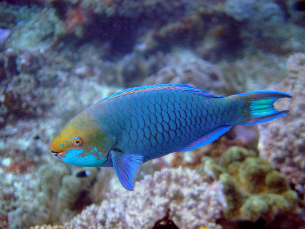 1024x768 Parrotfish & Beaches. Eco Friendly Island Tours