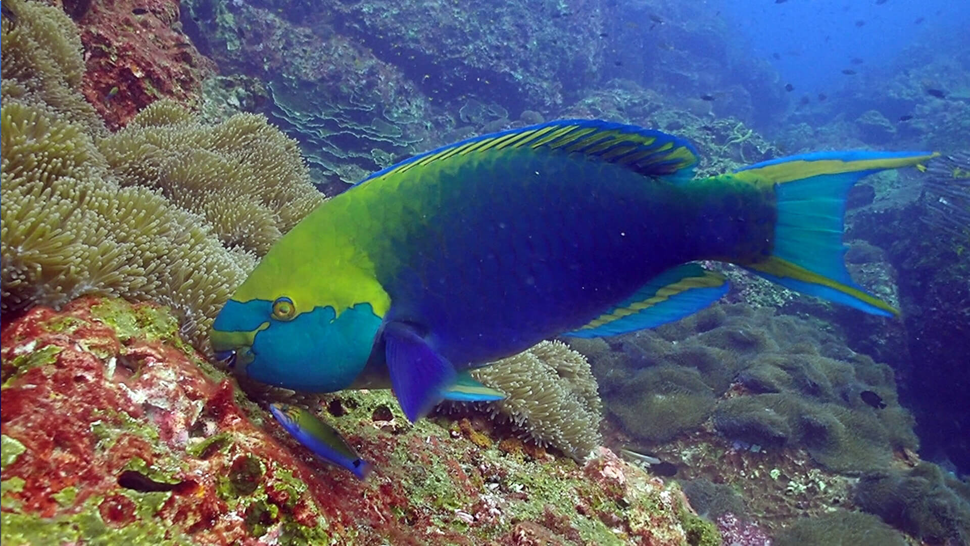 1920x1080 Parrotfish Just A Pretty Face · Local Dive Thailand