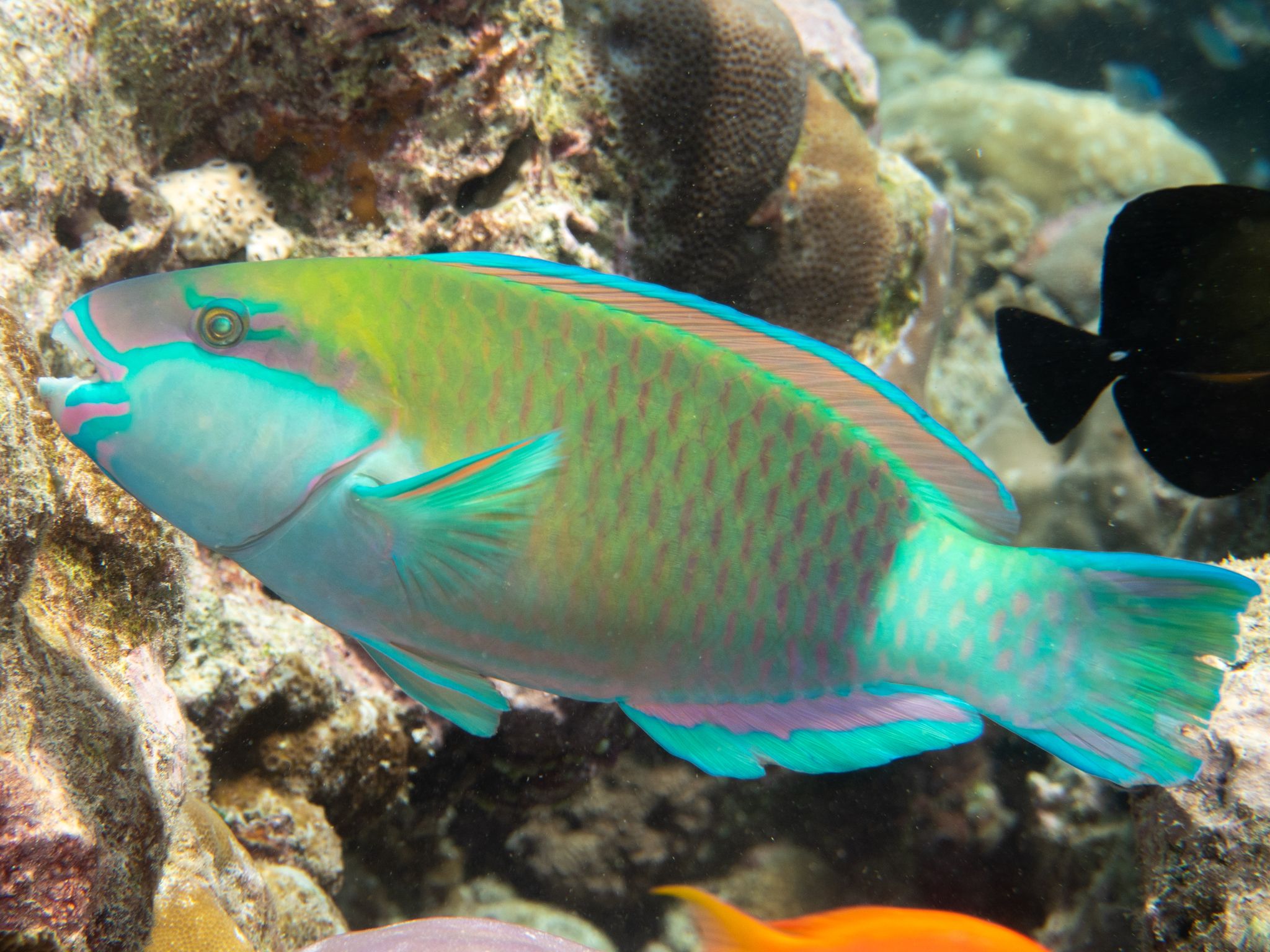 2048x1536 Chlorurus sordidus