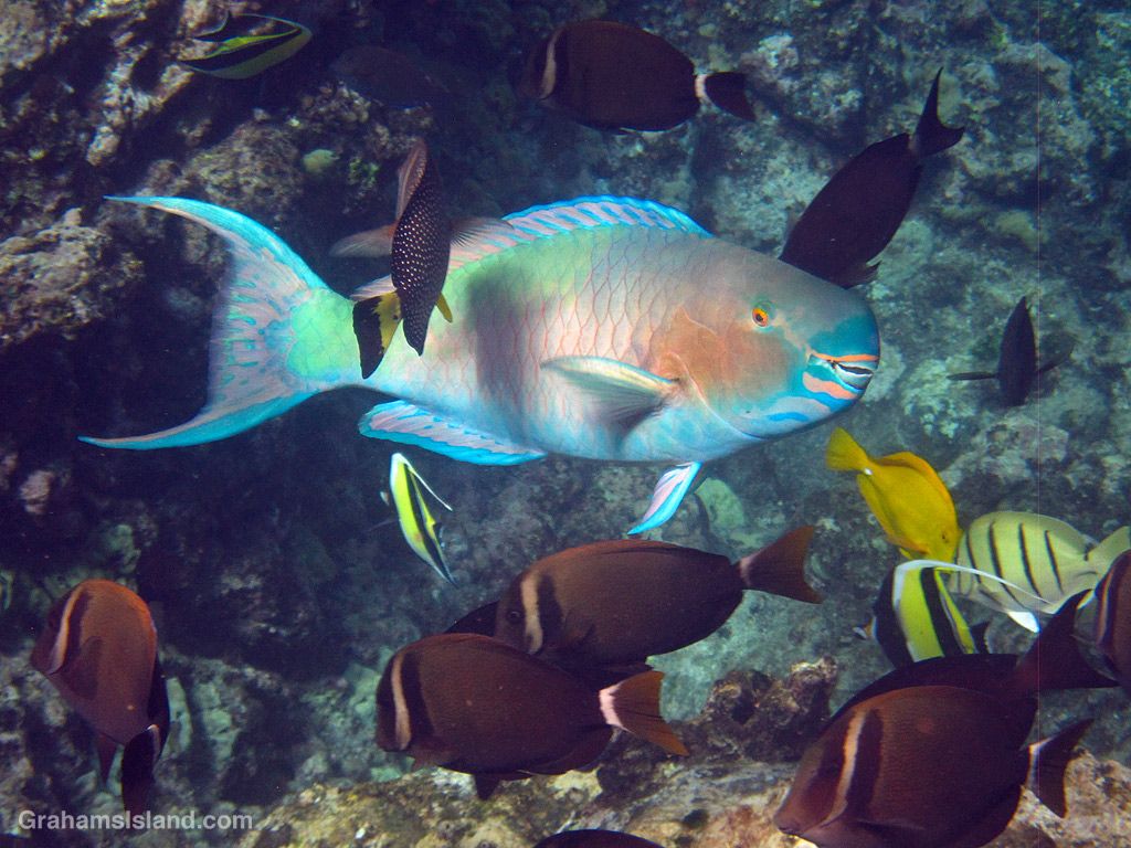 1024x768 Parrotfish. Graham's Island
