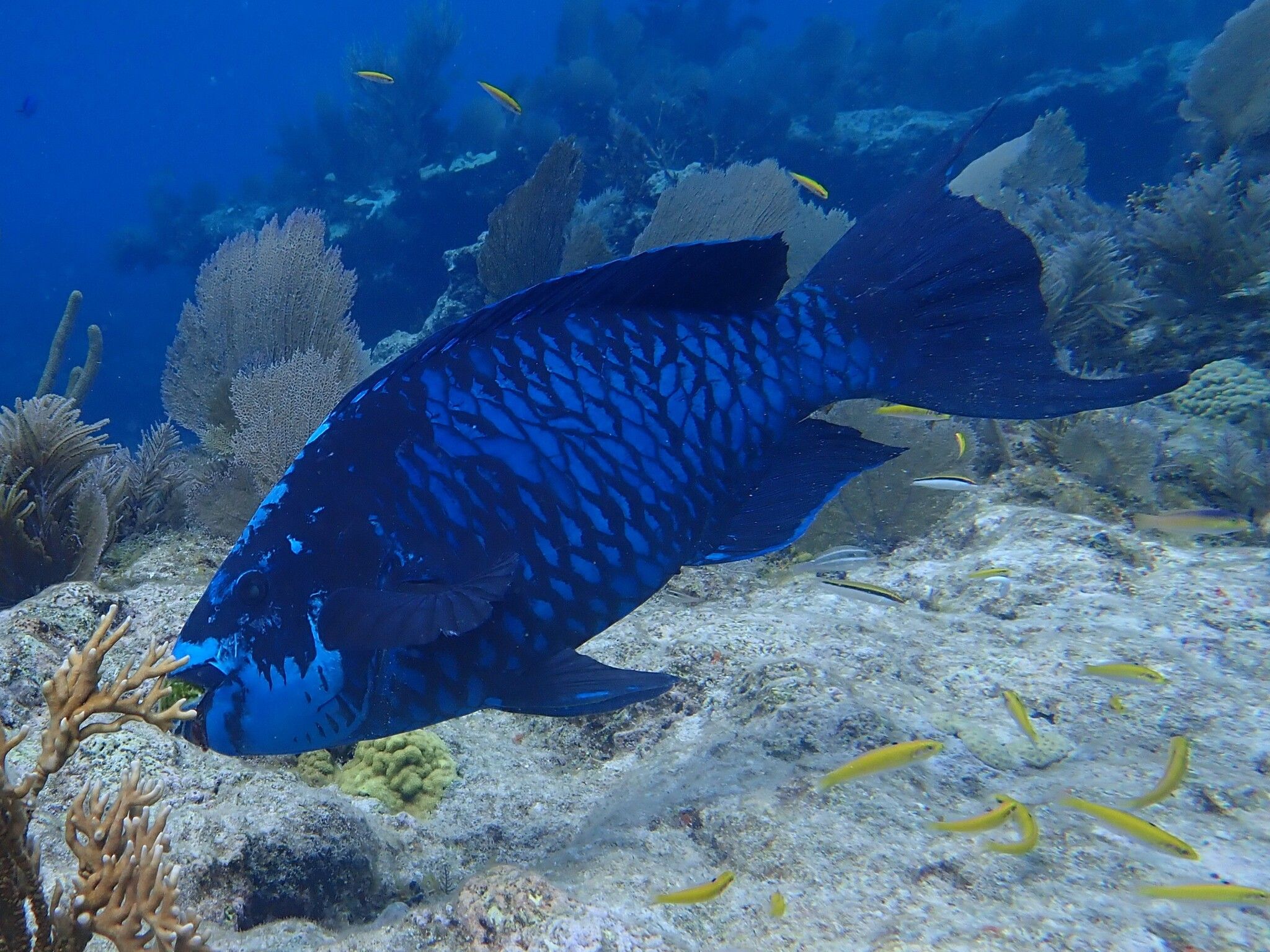 2048x1536 Midnight Parrotfish (Scarus coelestinus) · iNaturalist