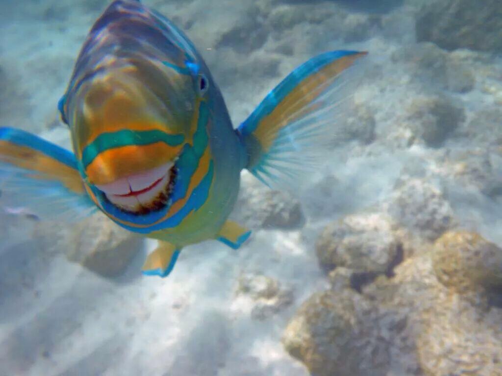 1024x768 Front facing photograph of a Parrot Fish
