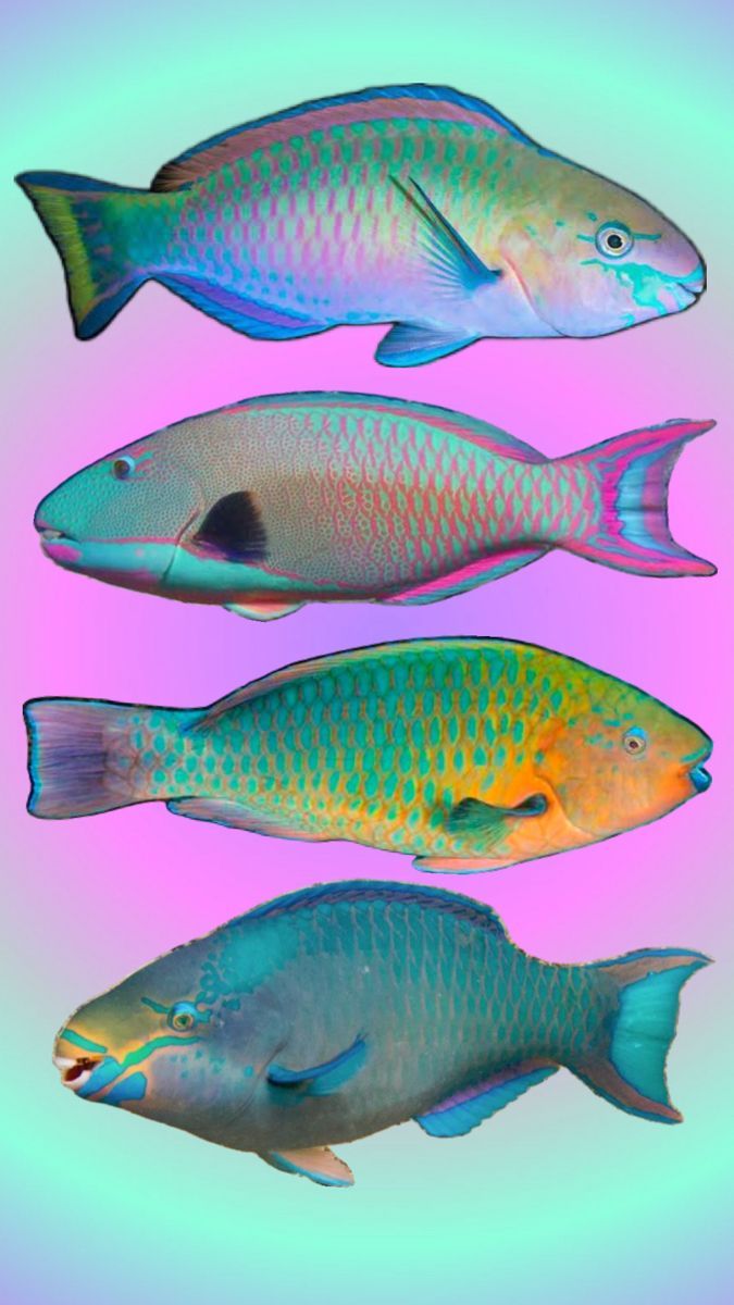 675x1200 Parrotfish. Blue roses wallpaper, Cute beach picture, Parrot fish