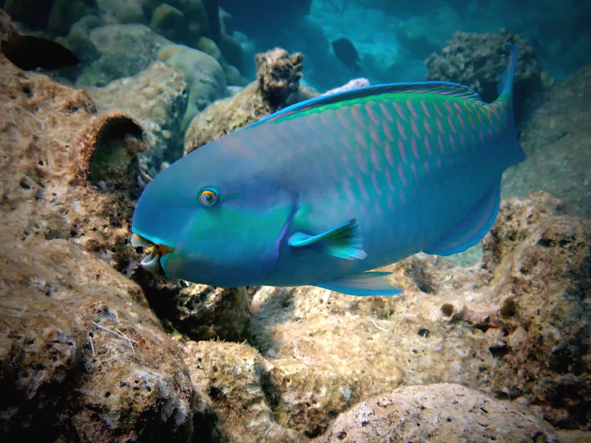 1920x1440 Parrotfish Wallpaper