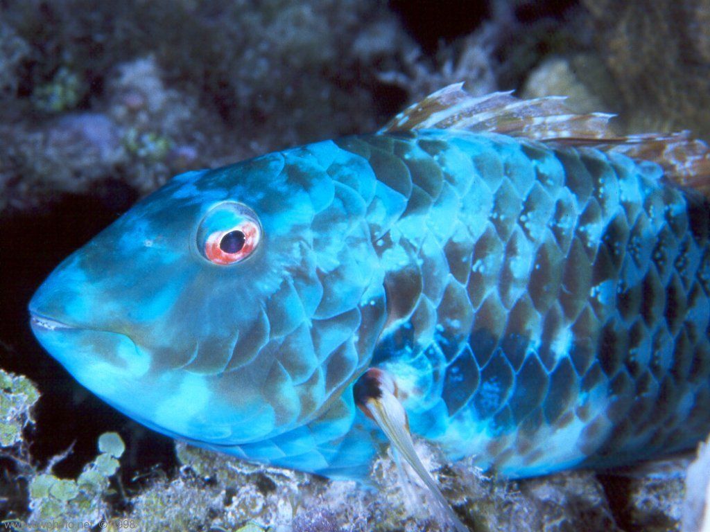 1024x768 Parrot Fish Wallpaper