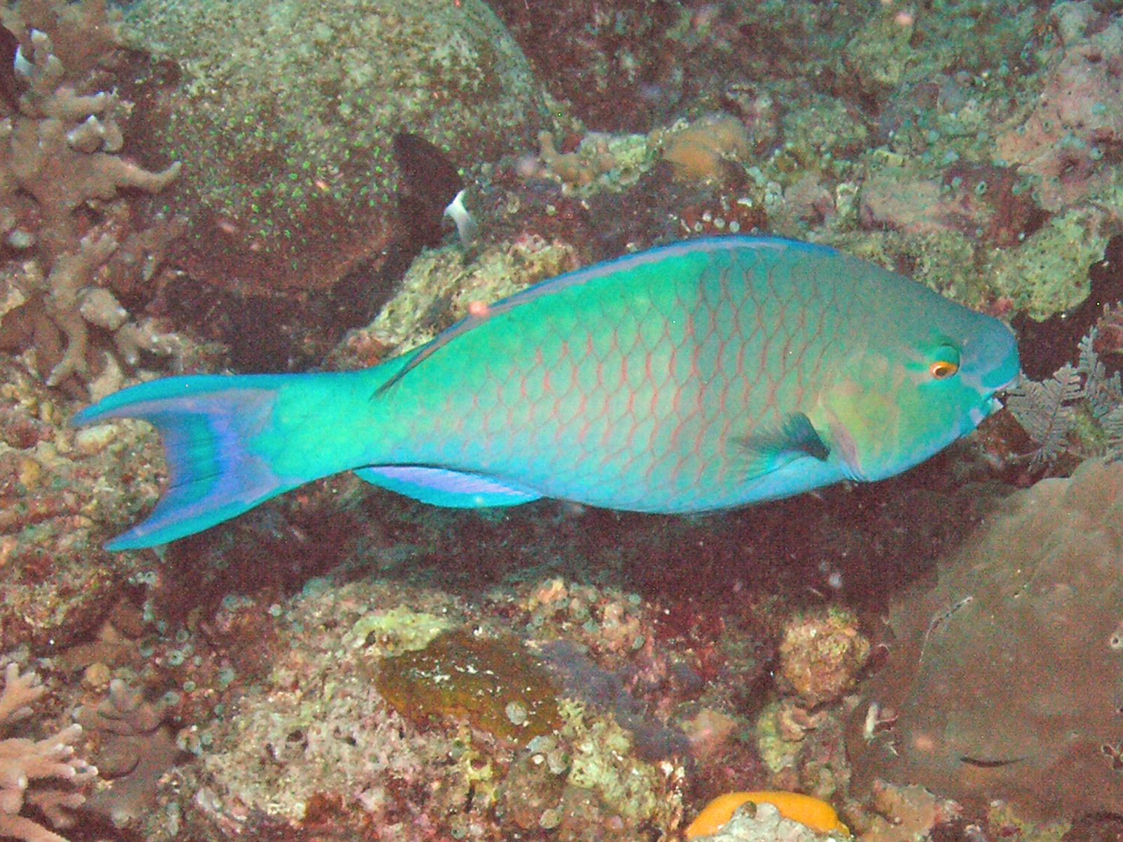 1600x1200 Greenhead Parrotfish, Bunaken