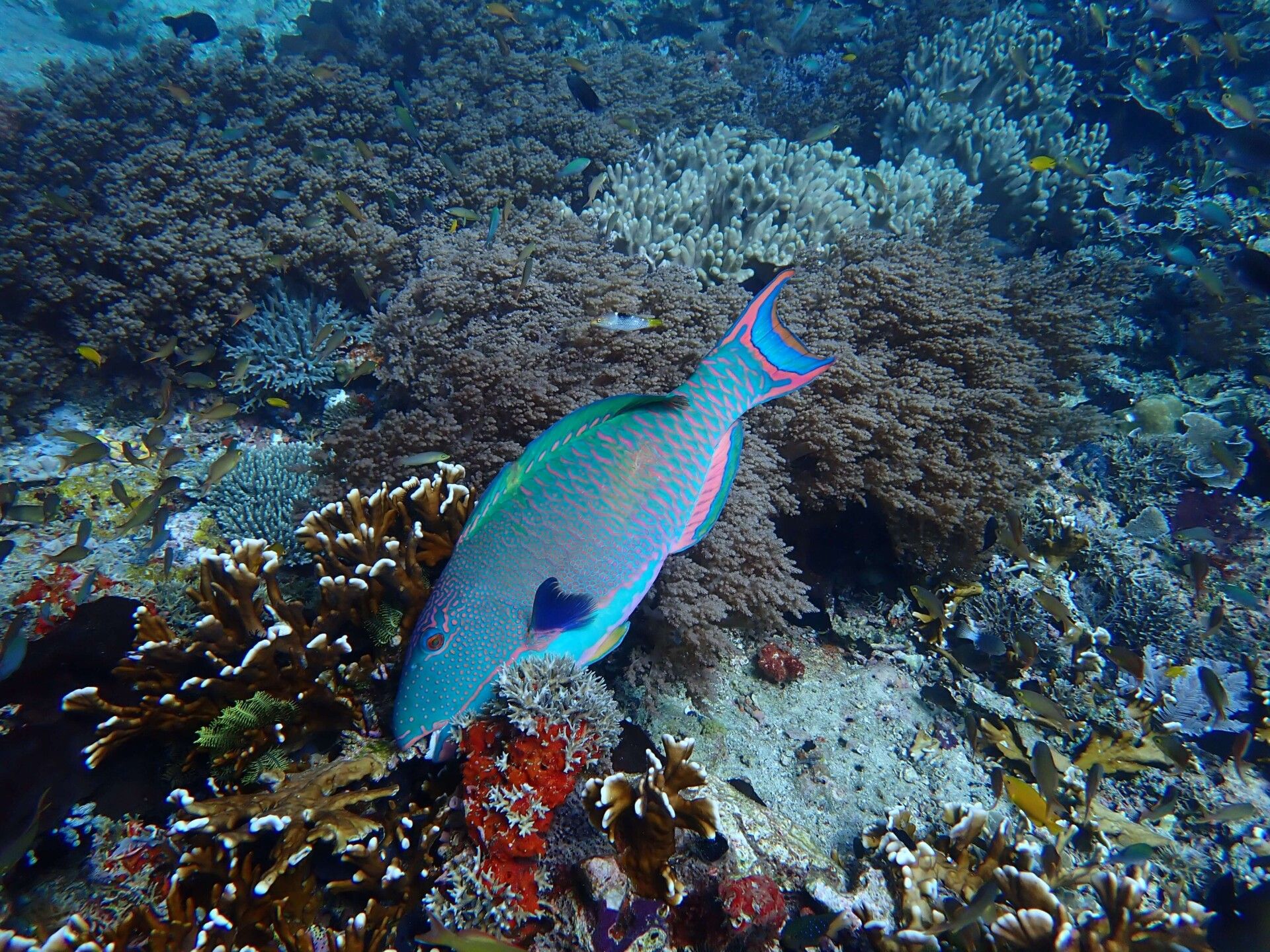 1920x1440 Raja Ampat Creature Feature Parrotfish