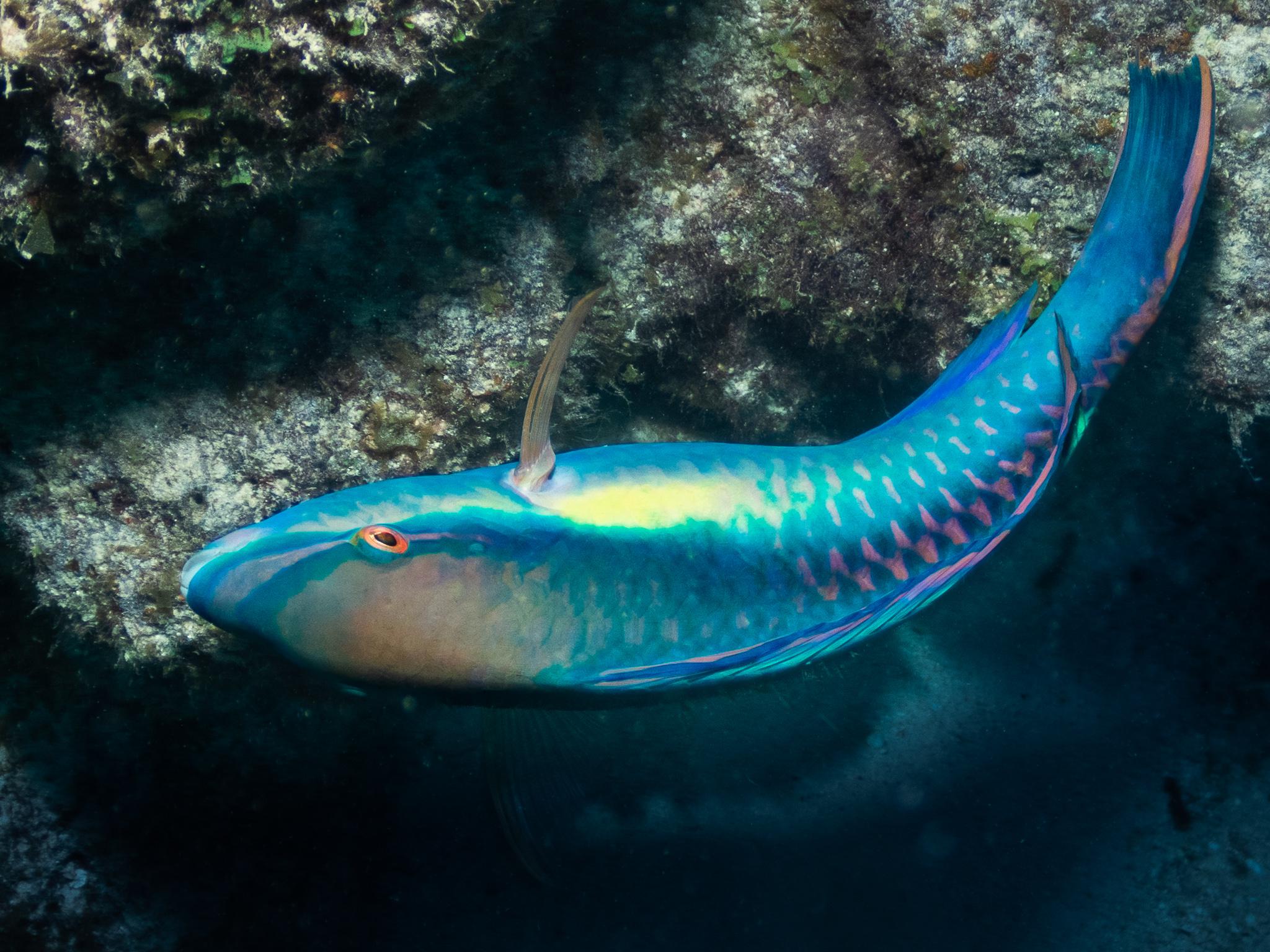 2048x1536 Parrot fish (Curacao) [OC]