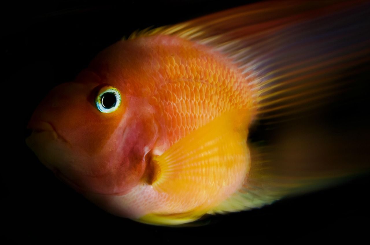 1280x848 Fish Nature Animals Parrot