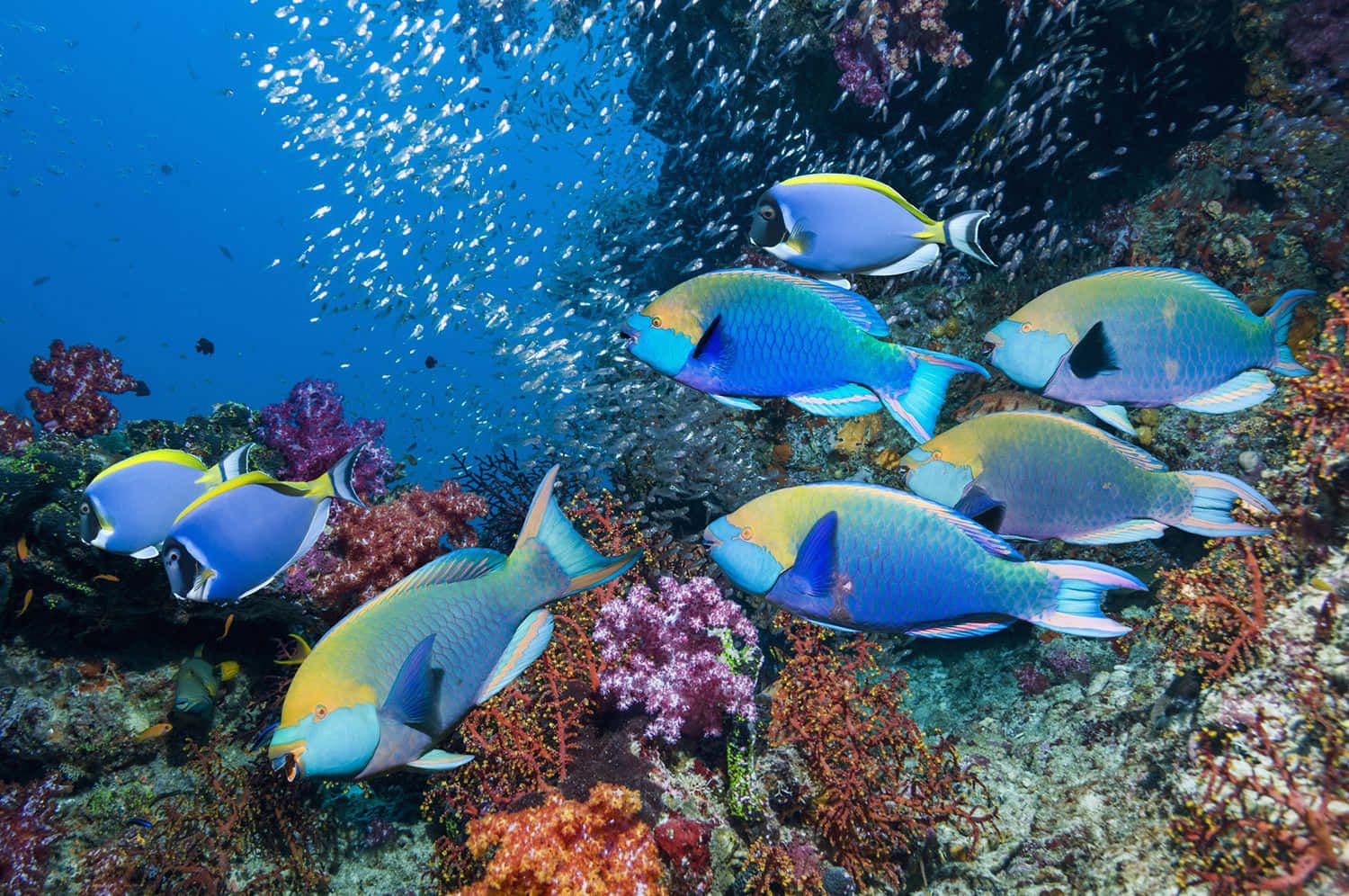1500x996 Parrotfish Wallpaper