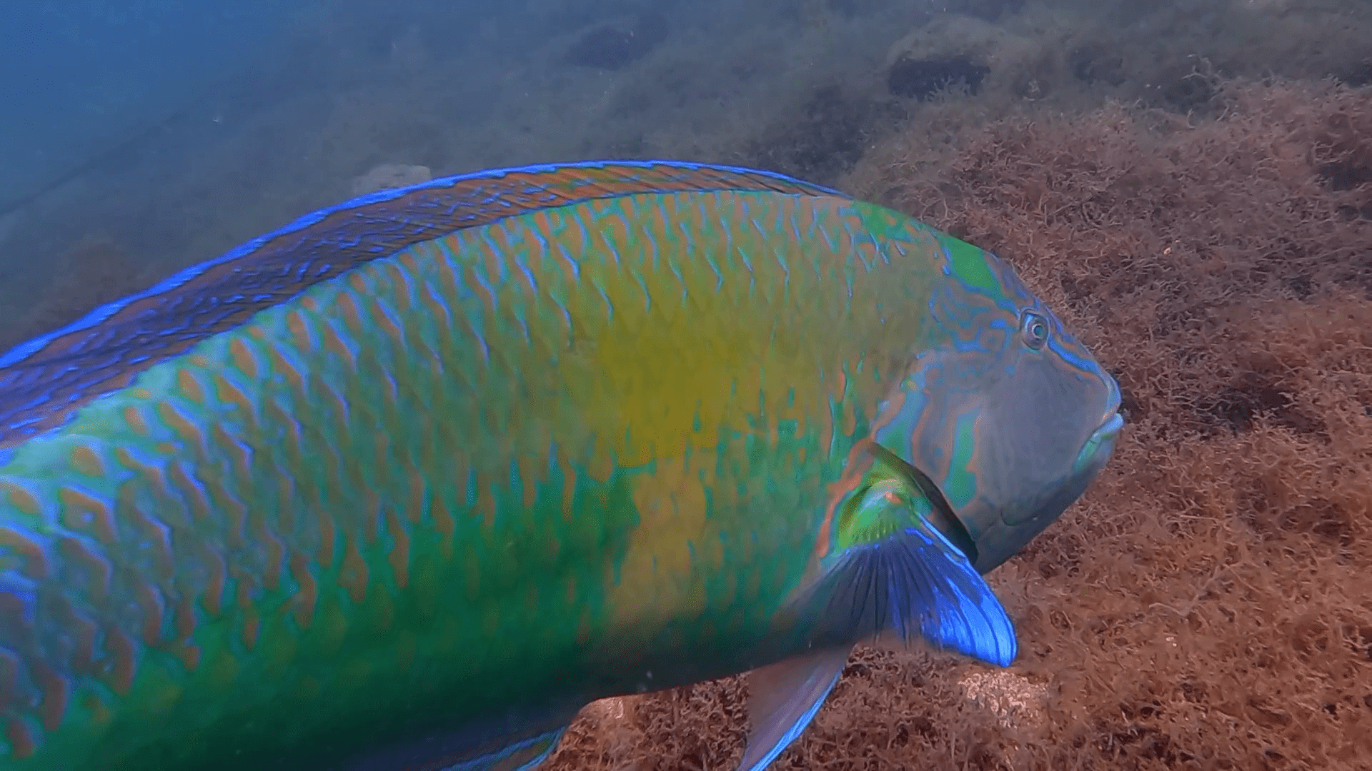 1920x1080 Download Parrot Fish Royalty Free Stock Video Clips