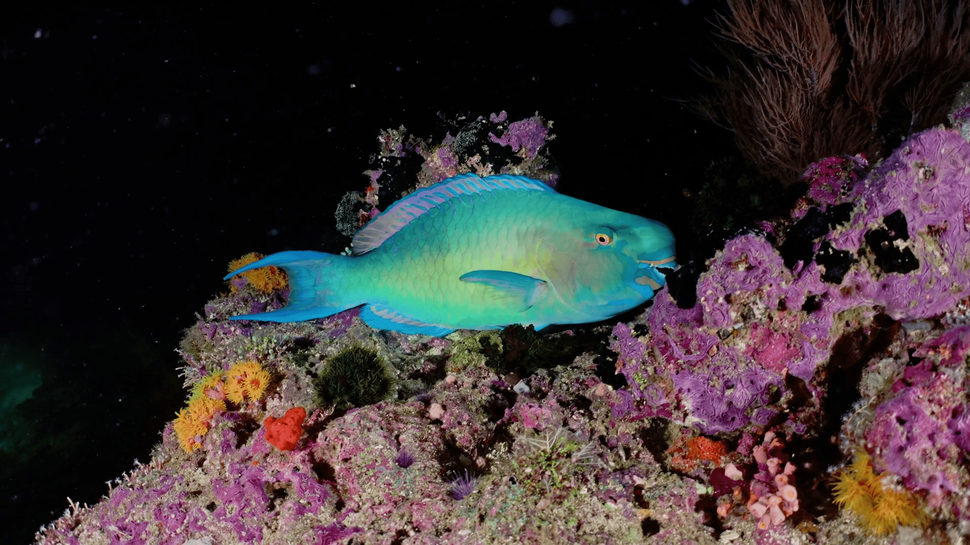 1920x1080 Blue Parrotfish in the Night over the Coral Reef
