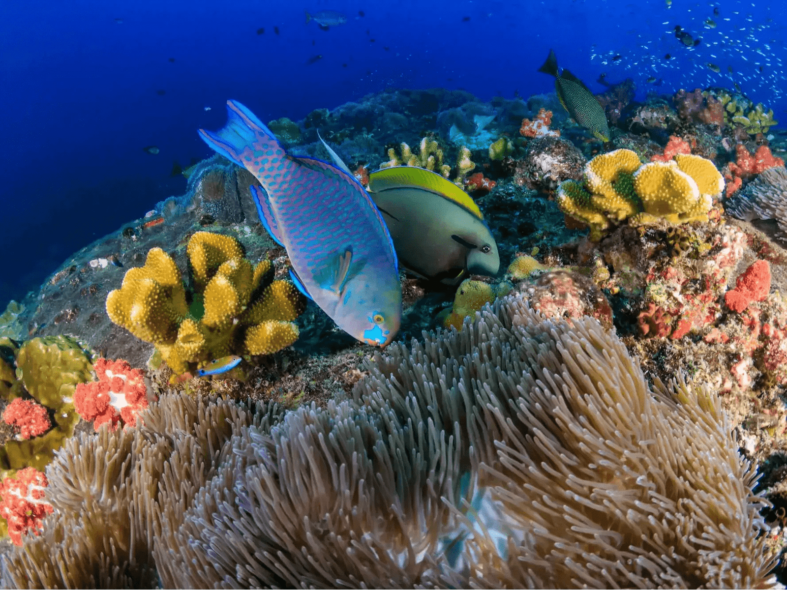 1600x1200 Parrotfish Protection 8 Shorts. UPF 50+