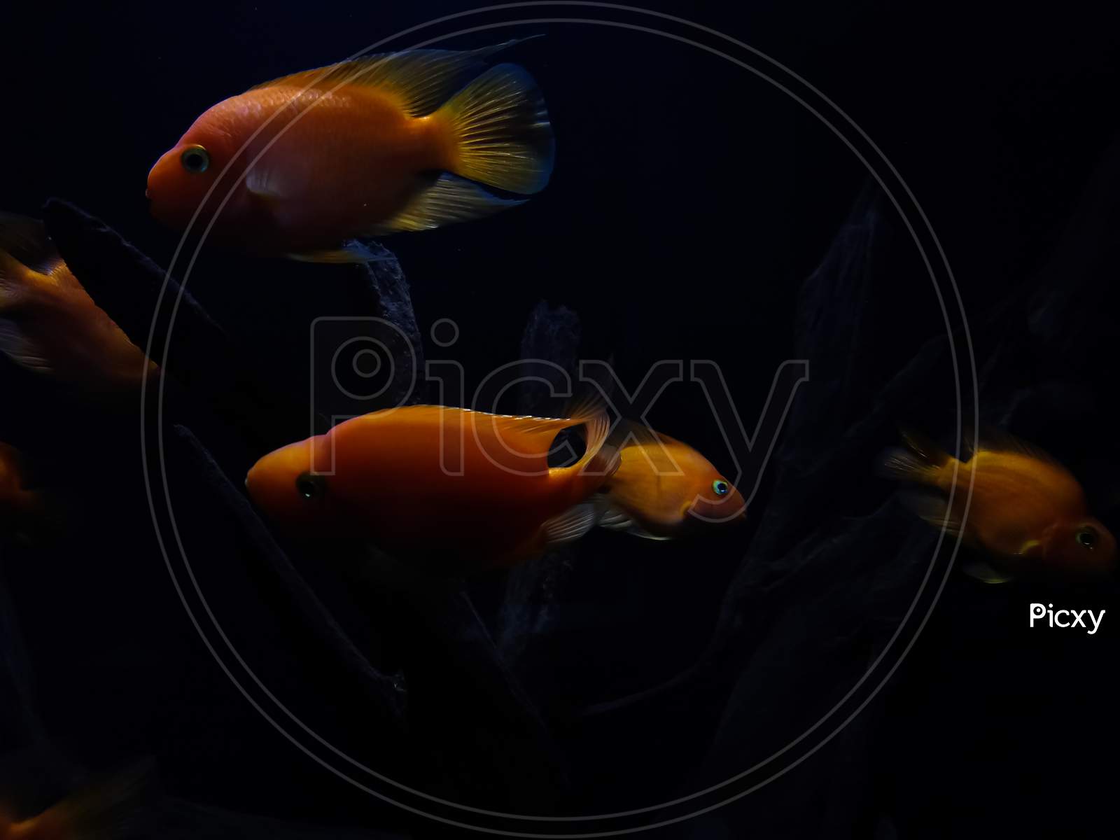 1600x1200 Image Of Blood Red Parrot Cichlid Fish In An Aquarium LQ991951 Picxy