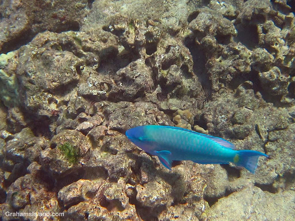 1024x768 Parrotfish. Graham's Island