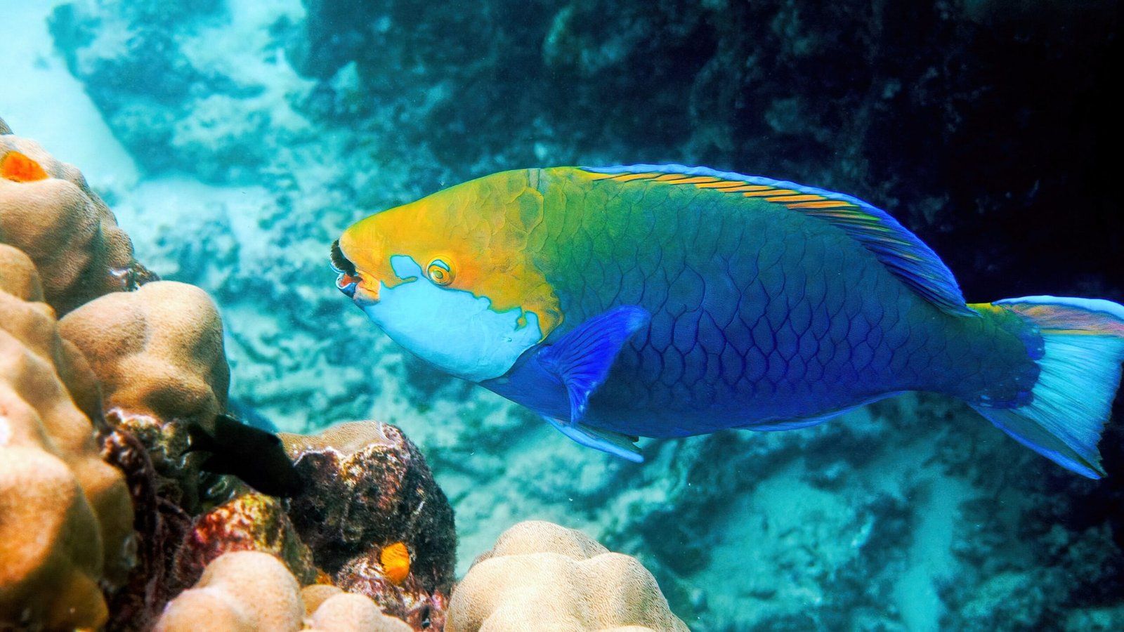 1600x900 New study recommends ban on Parrotfishing