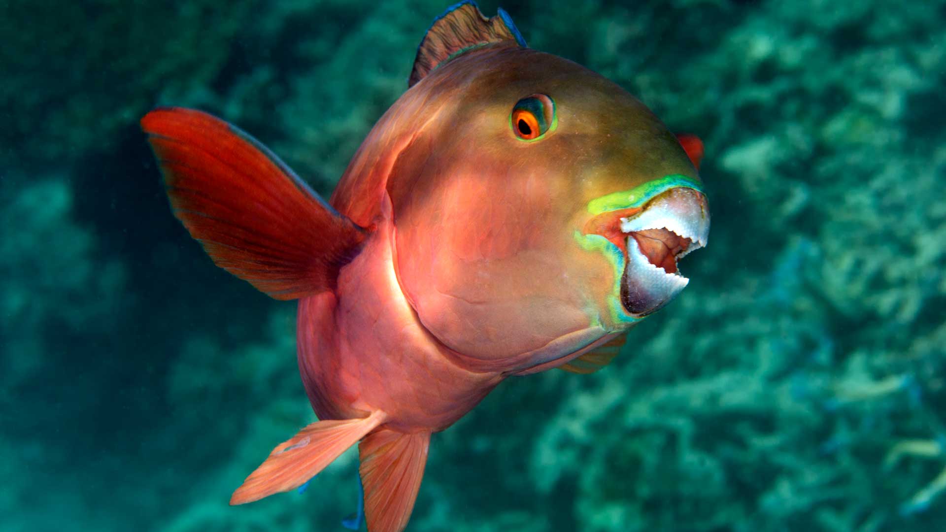 1920x1080 Tropical fish photography Photography