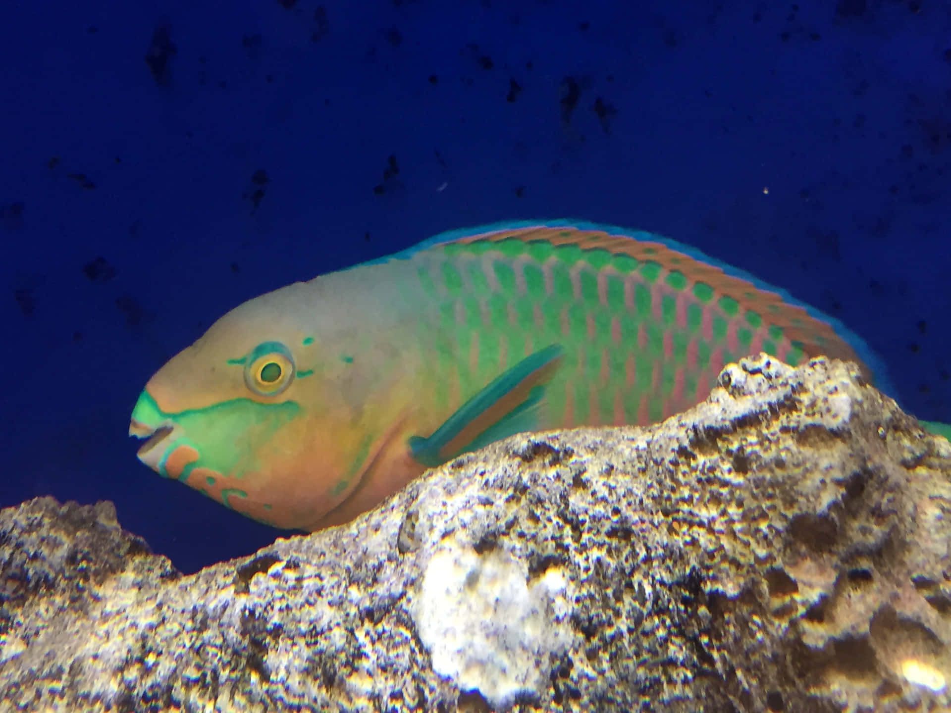 1920x1440 Parrotfish Wallpaper