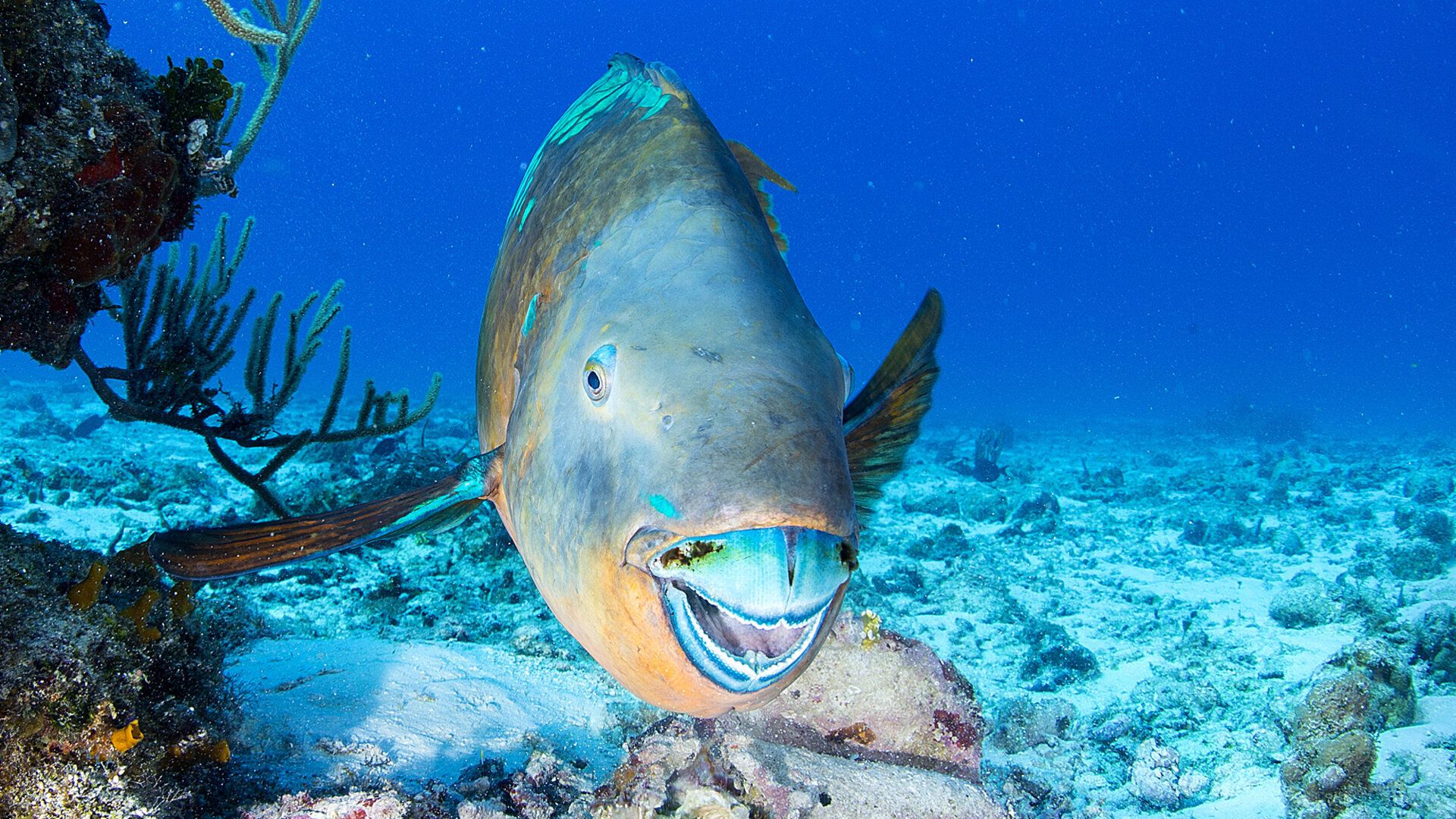 1920x1080 Dental News tooth research may ring in new era of biomaterial development