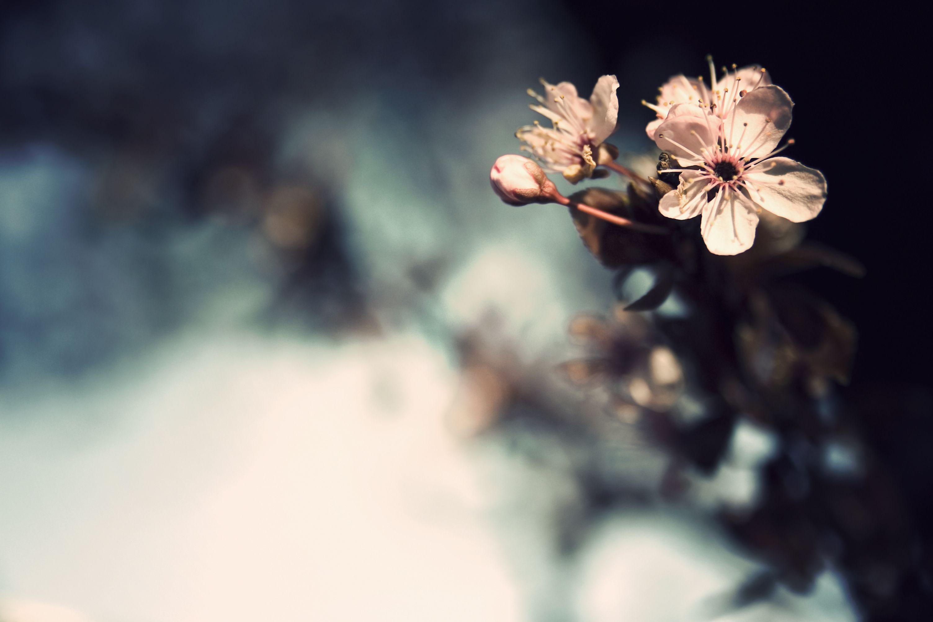 3008x2008 Flowers Wallpaperx2008