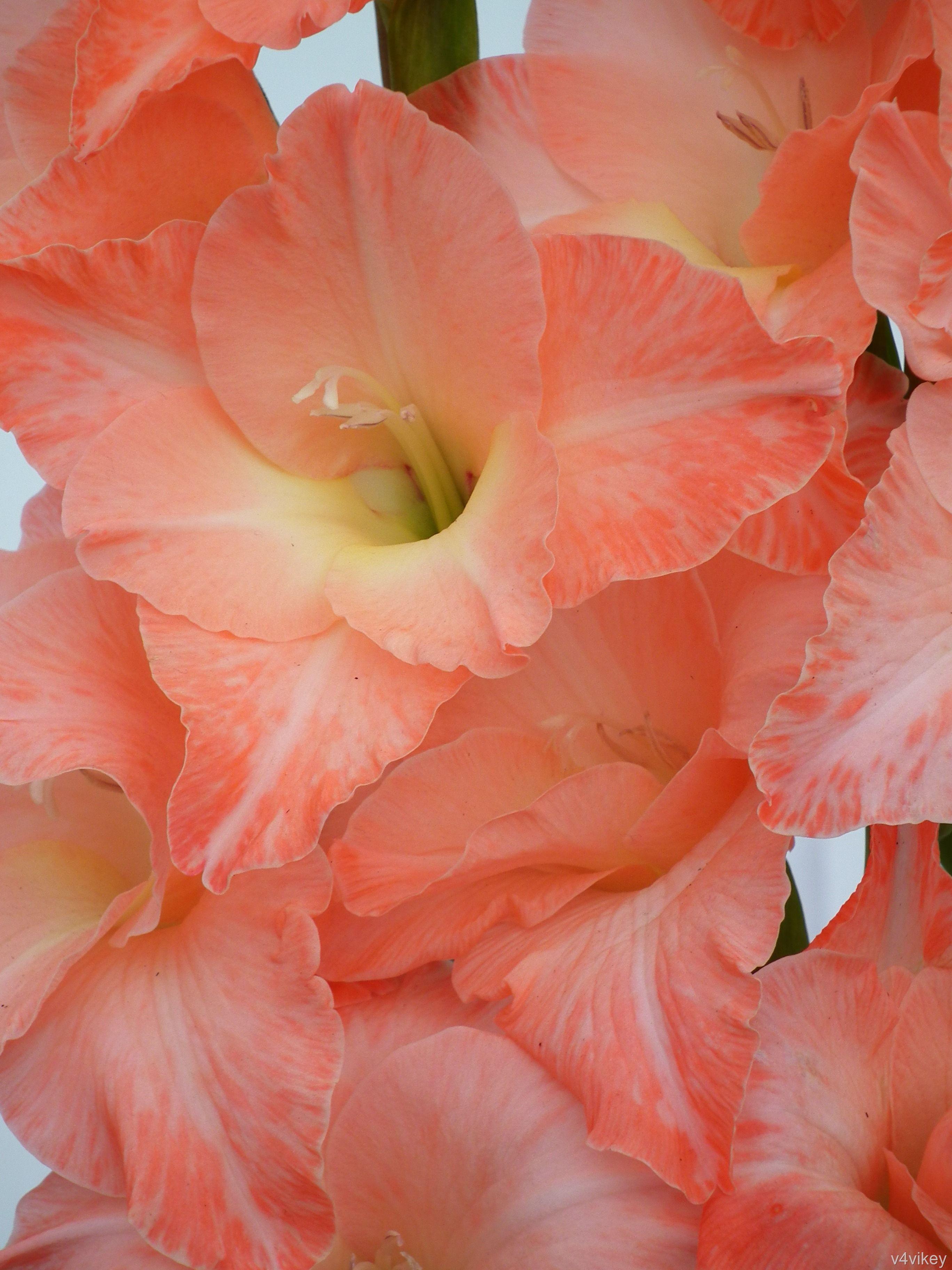 Coral Flower Wallpapers - Top Free Coral Flower Backgrounds