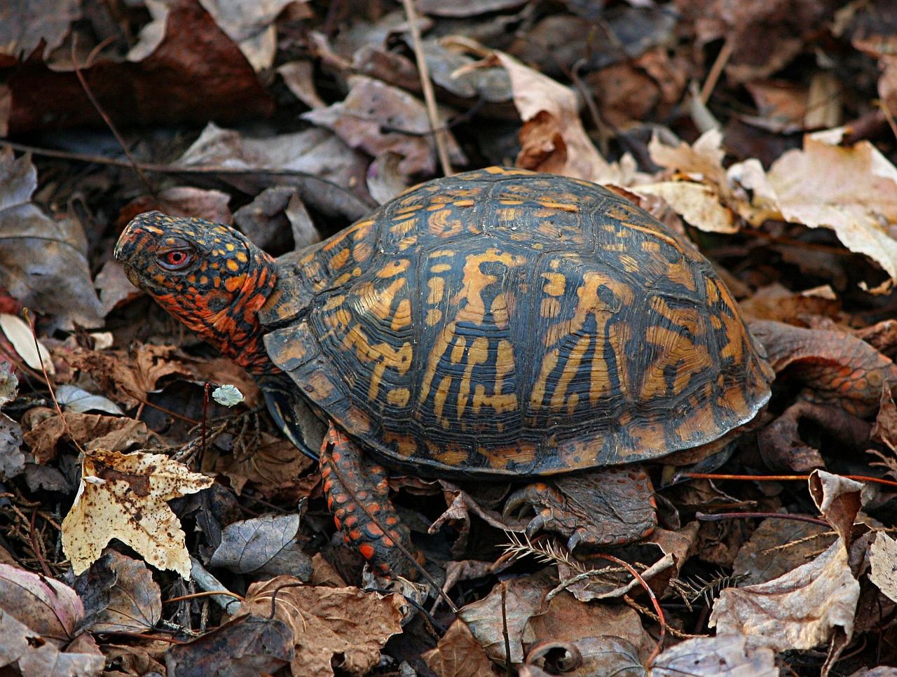 1280x967 Free Land Turtle & Turtle Image