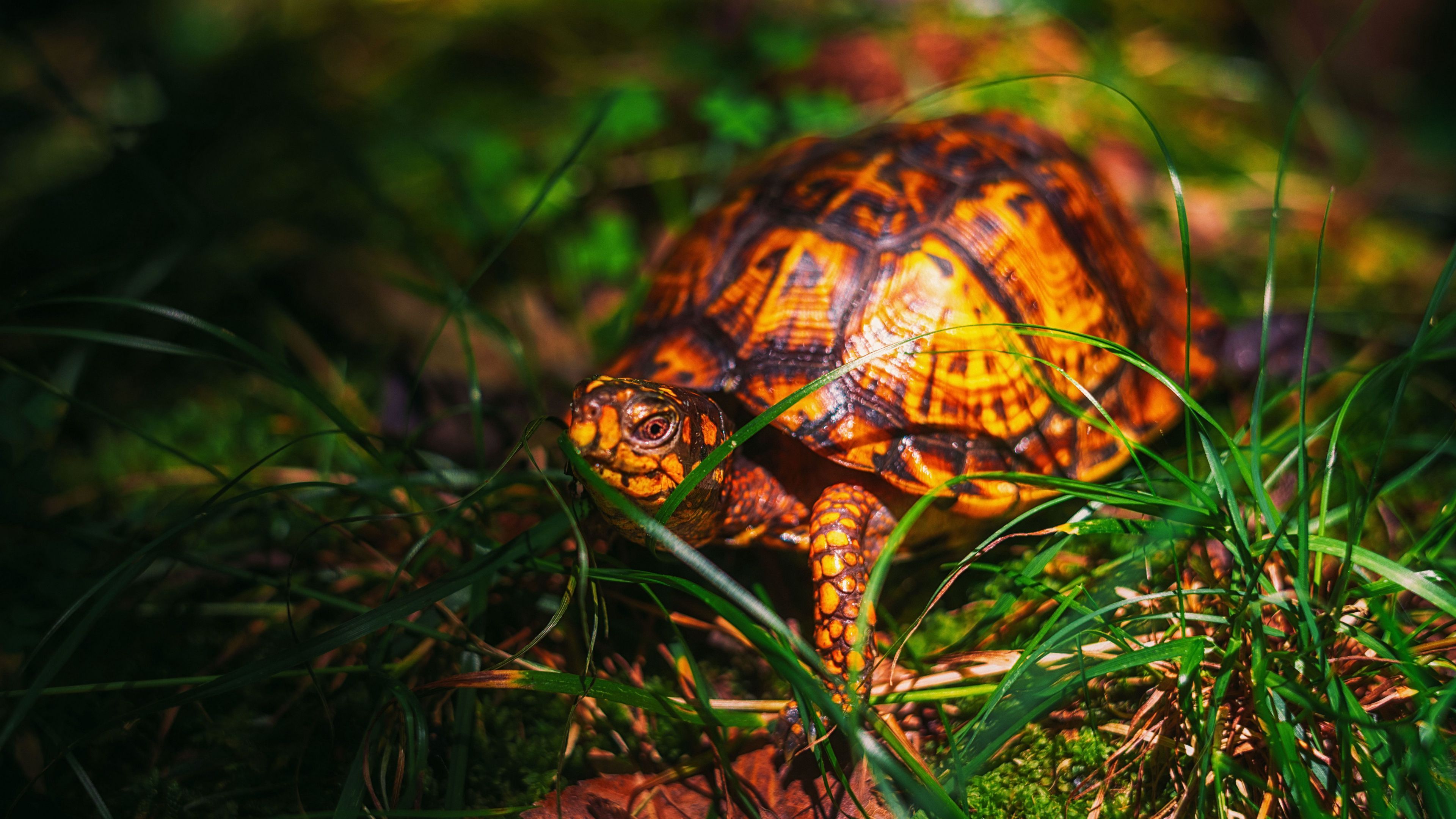 3840x2160 closeup view of turtle on grass wildlife animal blur bokeh background wallpaper 4K HD Turtle Wallpaper