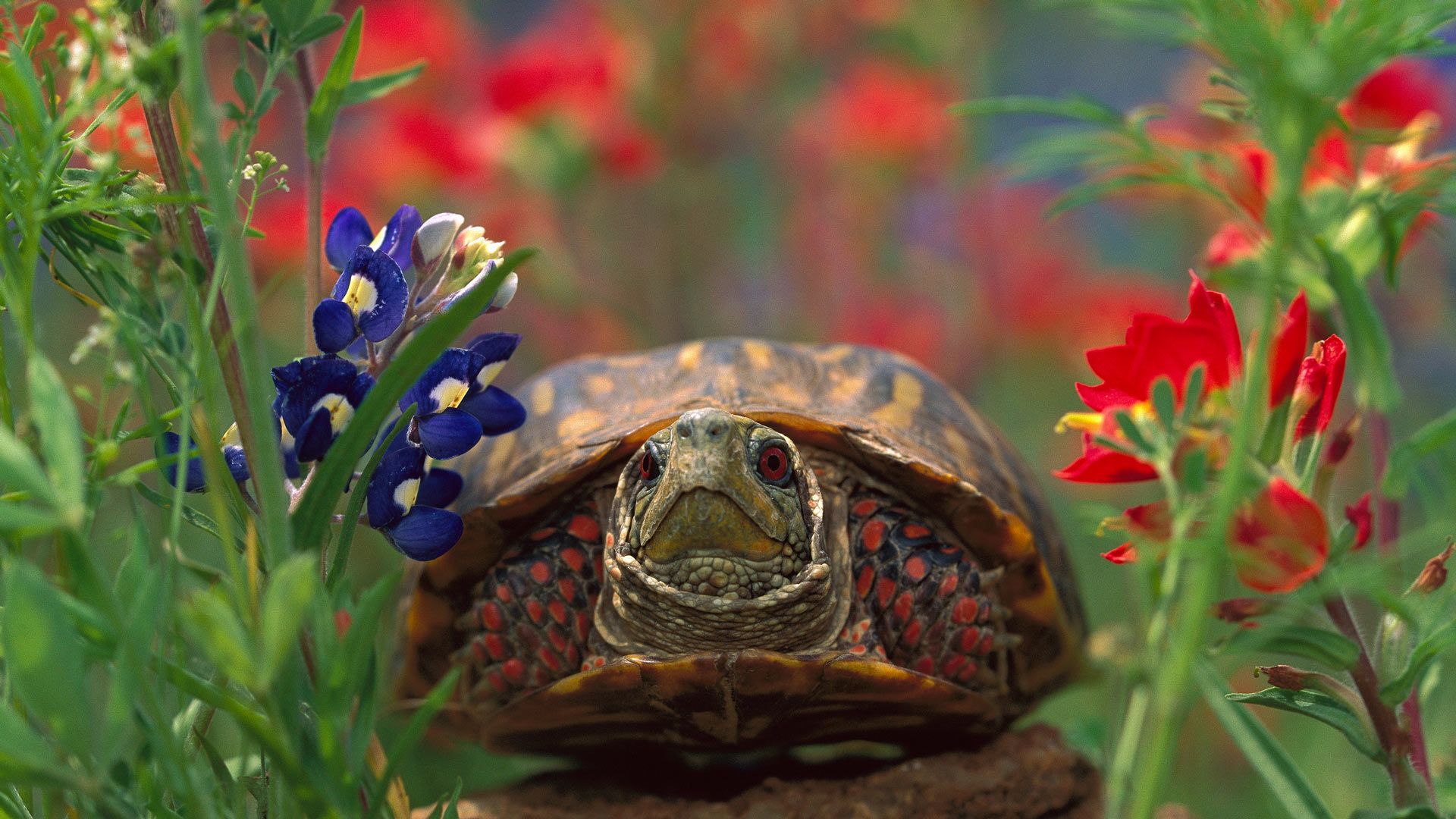 1920x1080 Bing image: World Turtle Day Wallpaper Gallery