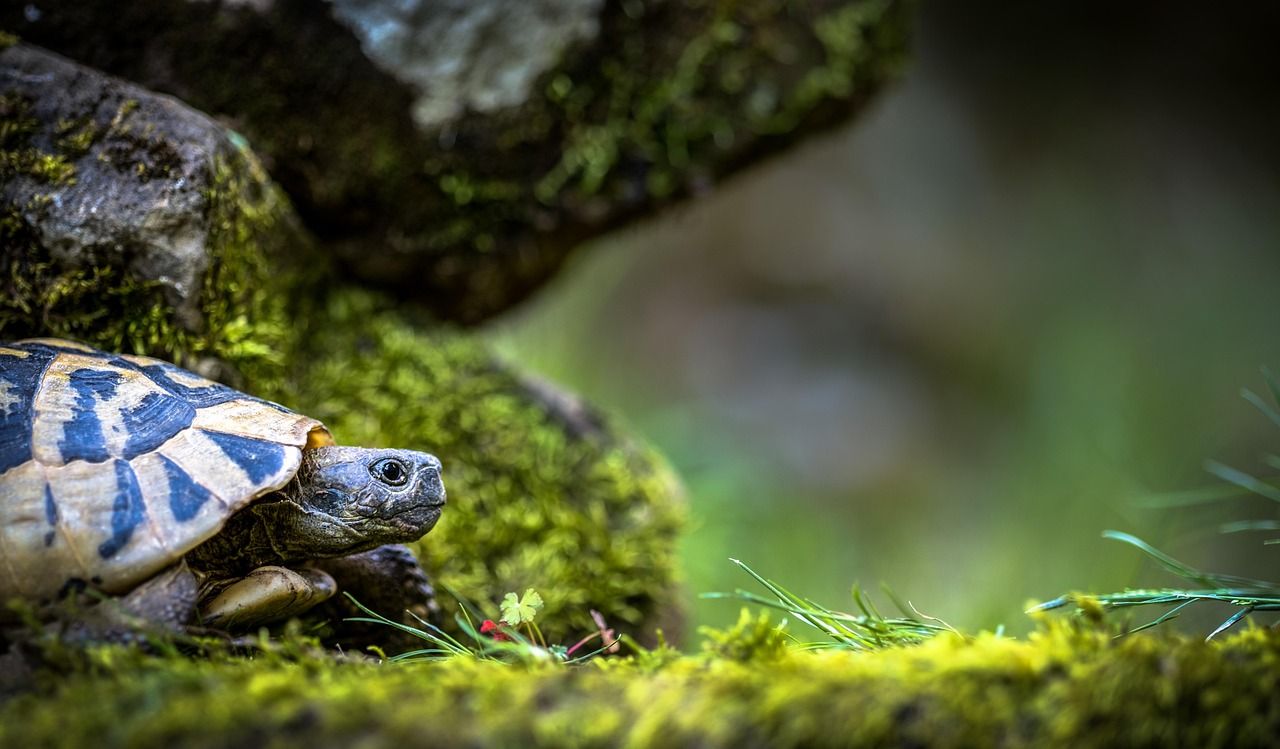 1280x749 Turtle Landscape Nature