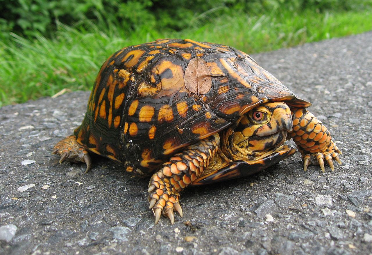 1280x876 Box Turtle Wallpaper