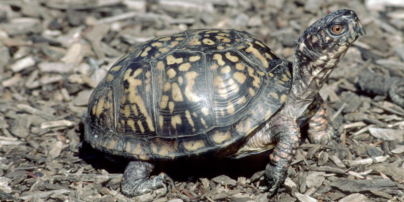 1400x700 Eastern box turtle. Smithsonian's National Zoo and Conservation Biology Institute