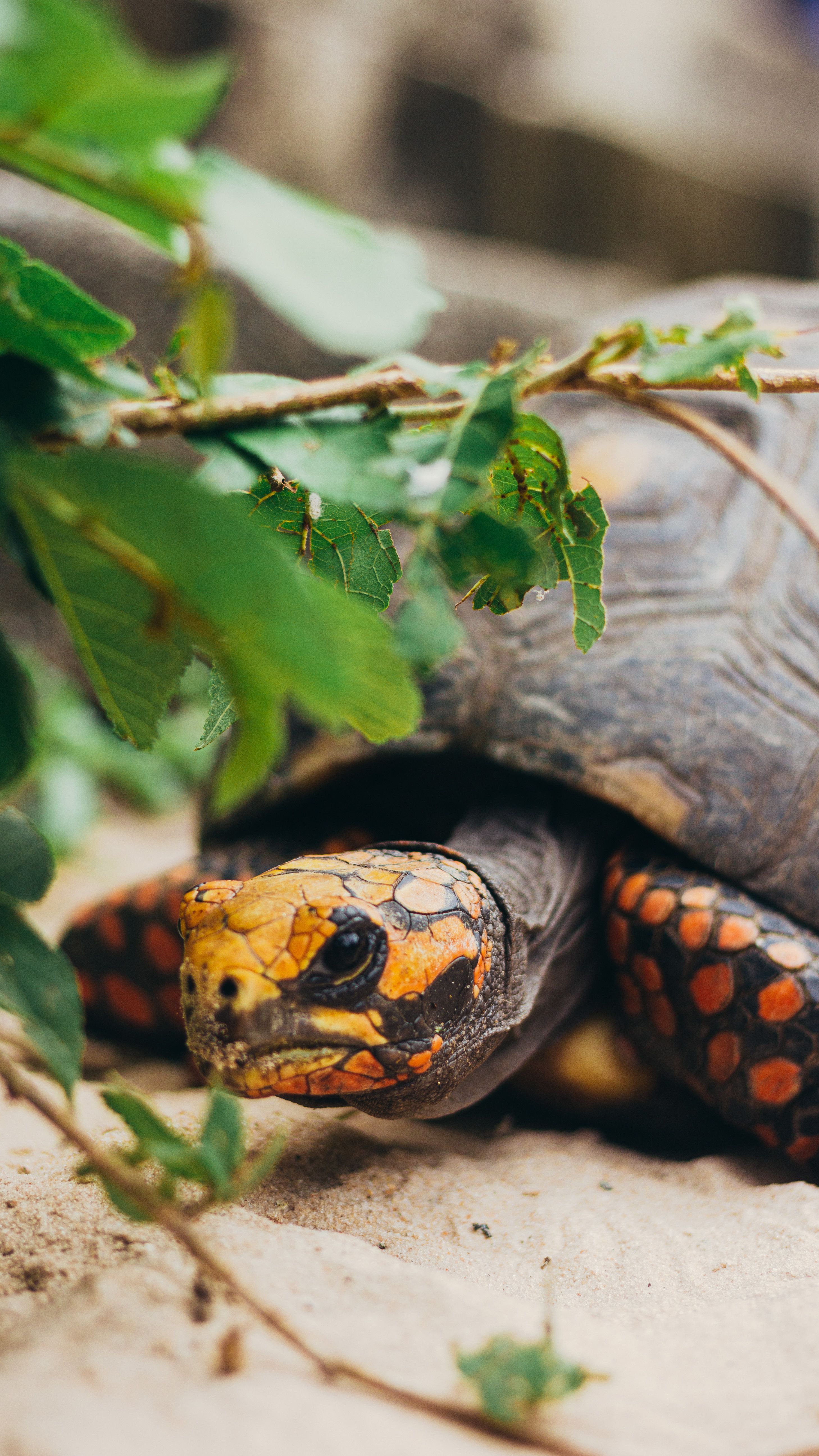 2916x5184 Turtle on Sand Ground · Free