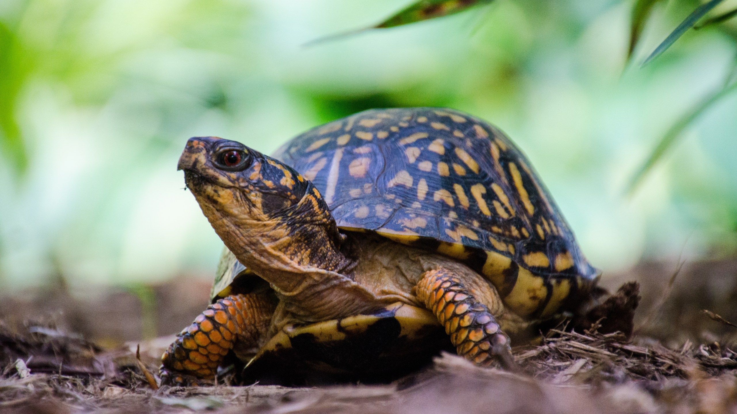 2560x1440 Illegally collected box turtles fully reintegrated into wild by WVDNR after 8 years