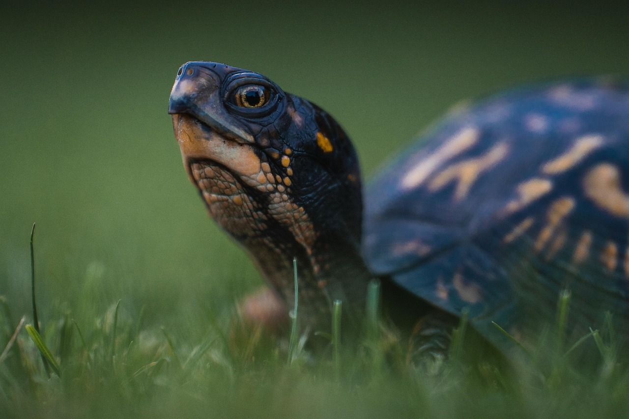 1280x853 Free Box Turtle & Turtle Image