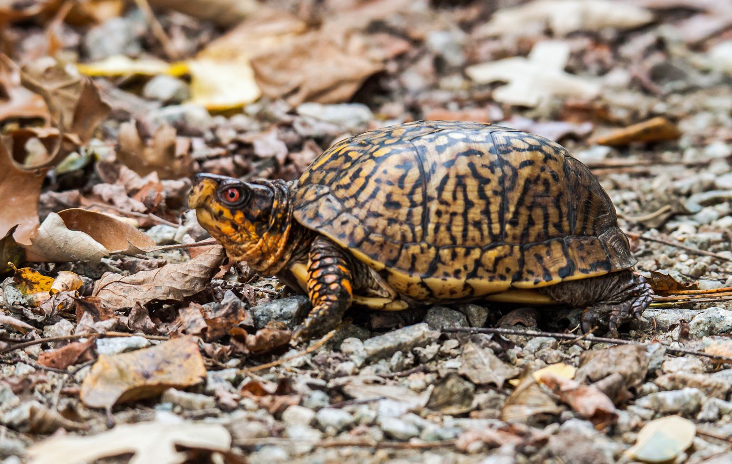 1500x951 Autumn box turtle