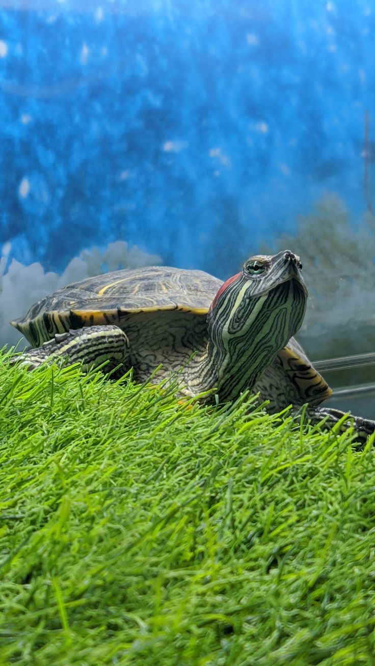 736x1308 Adorable Turtle Sitting on Green Grass. Box turtle wallpaper, Red eared slider wallpaper, Turtle hd