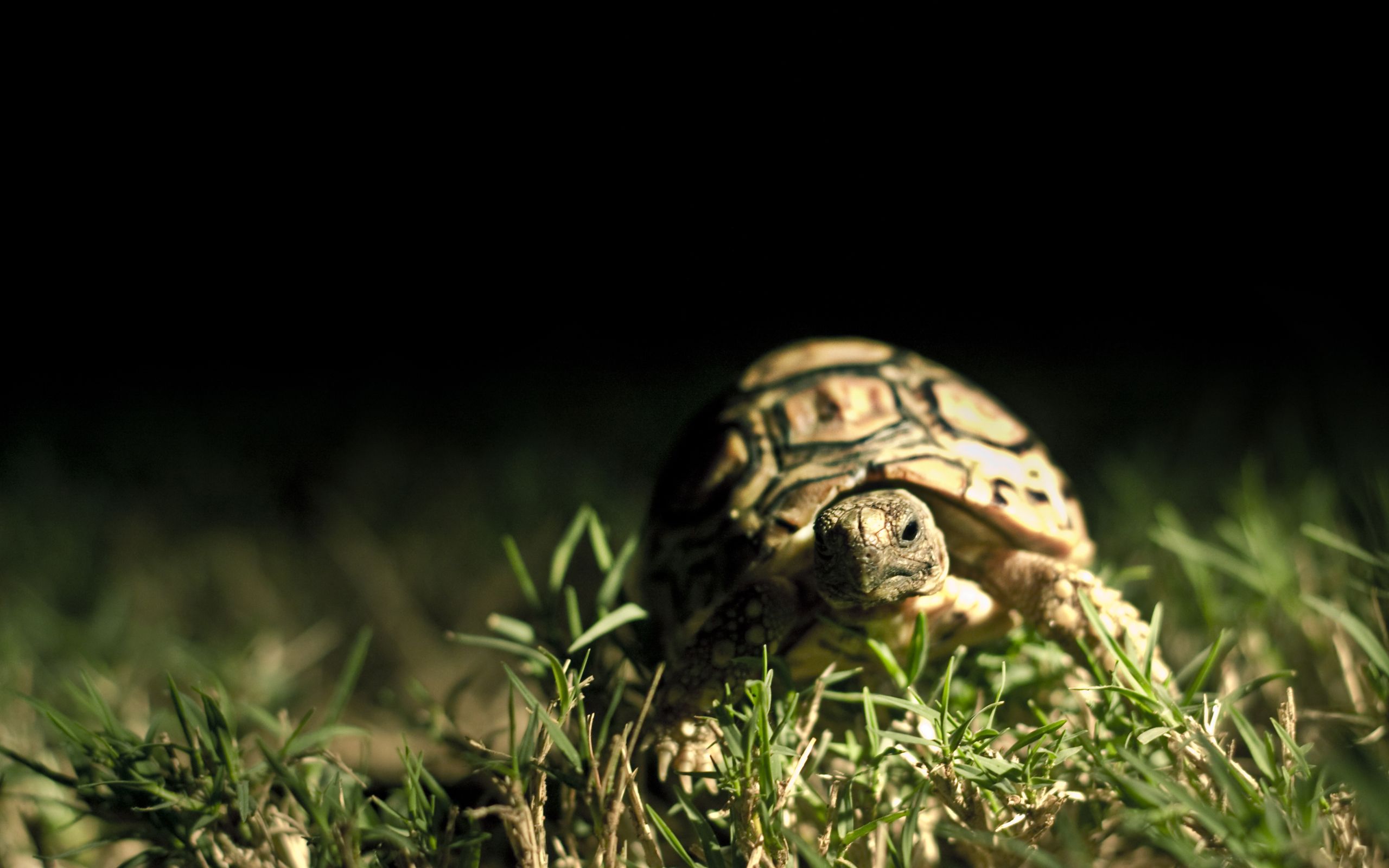 2560x1600 Turtle High Definition Wallpaper 19563