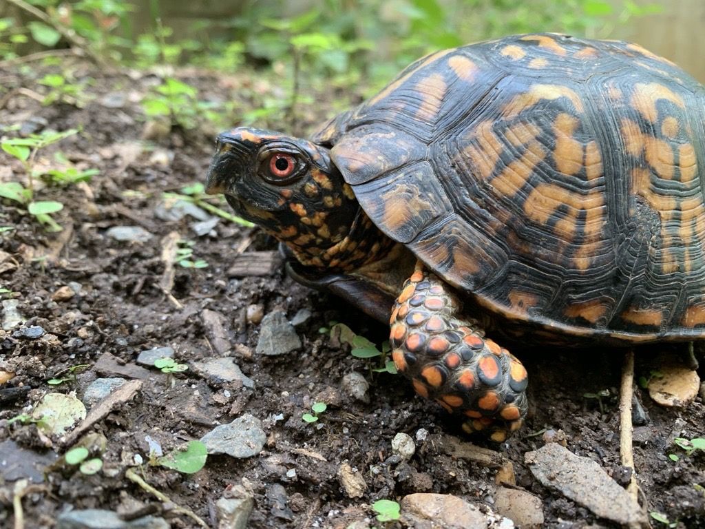1024x768 It's Time for Turtles! Stowe Conservancy
