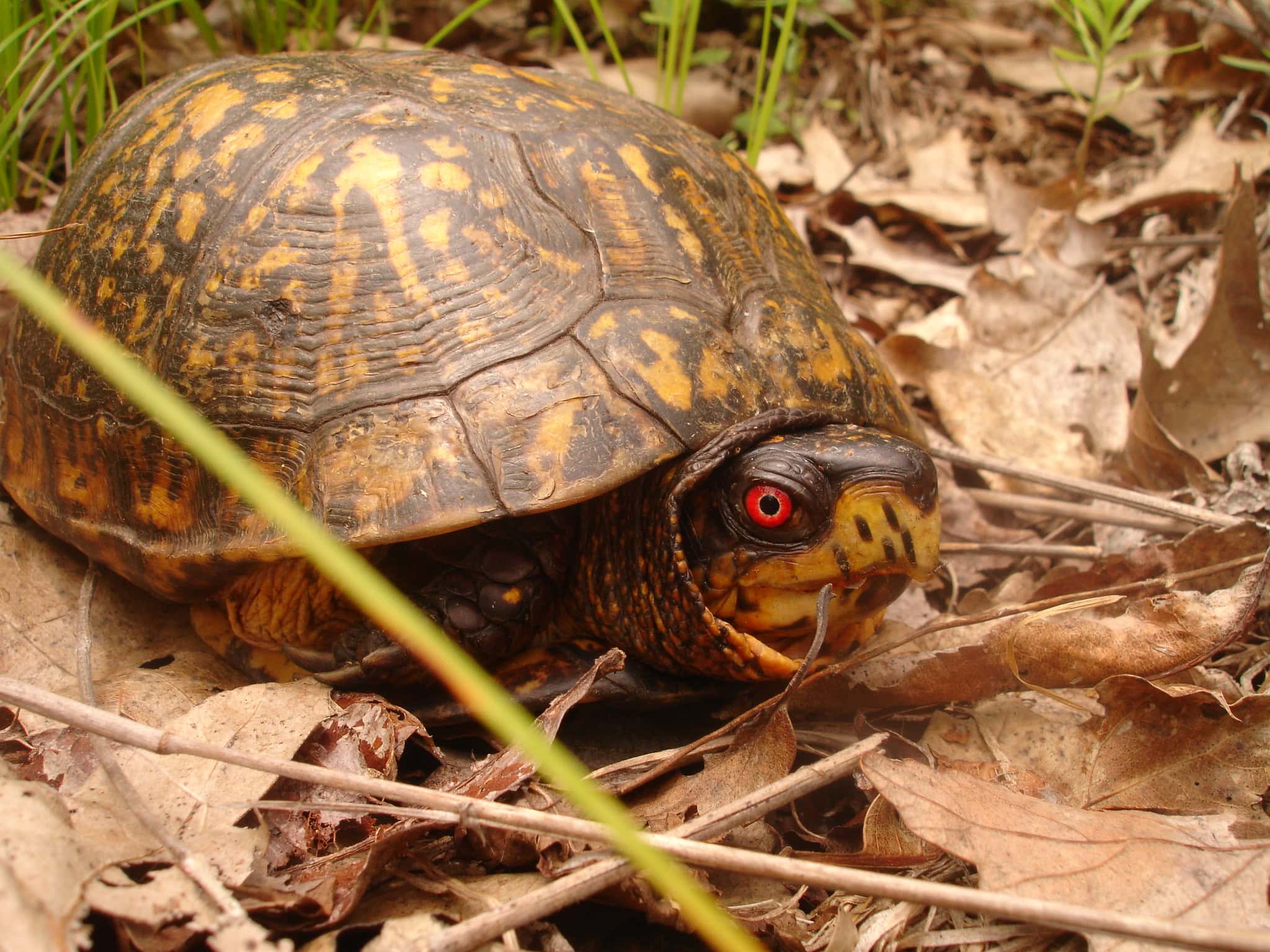 2048x1536 Let's Talk Turtle!
