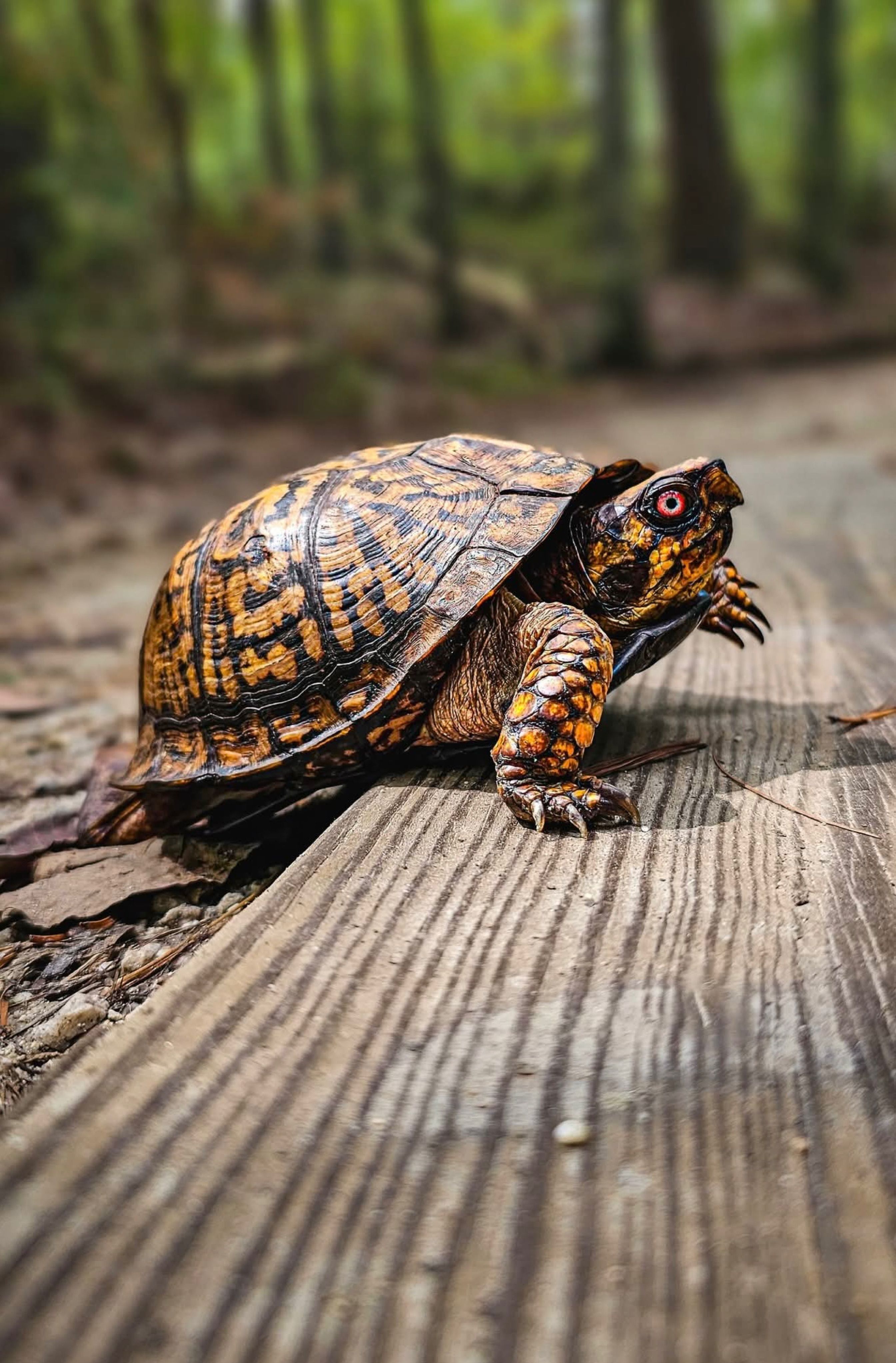 2689x4090 Box Turtle Photo, Download The BEST Free Box Turtle & HD Image