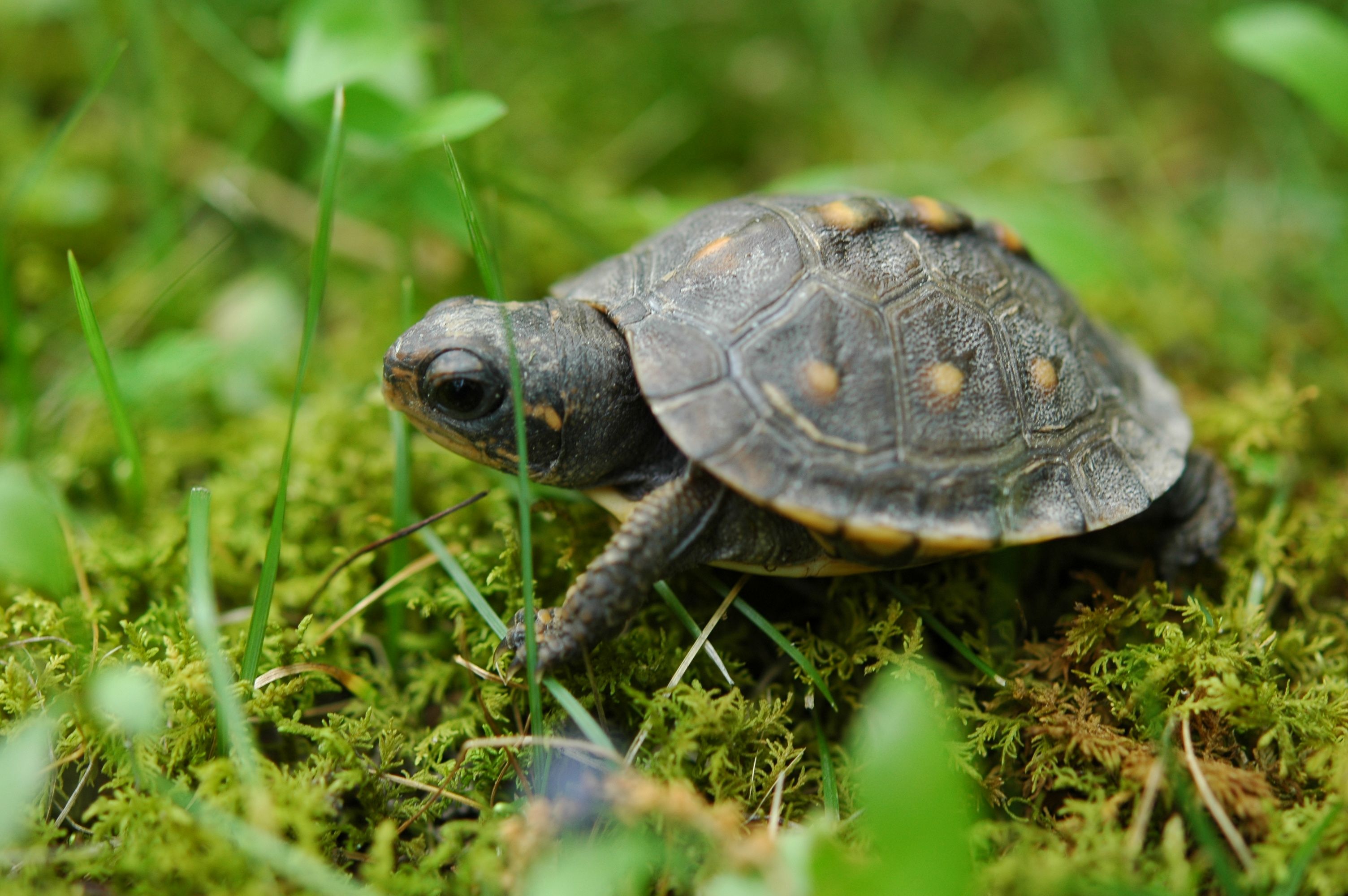 3008x2000 Baby Turtle HD Desktop Wallpaper 19118