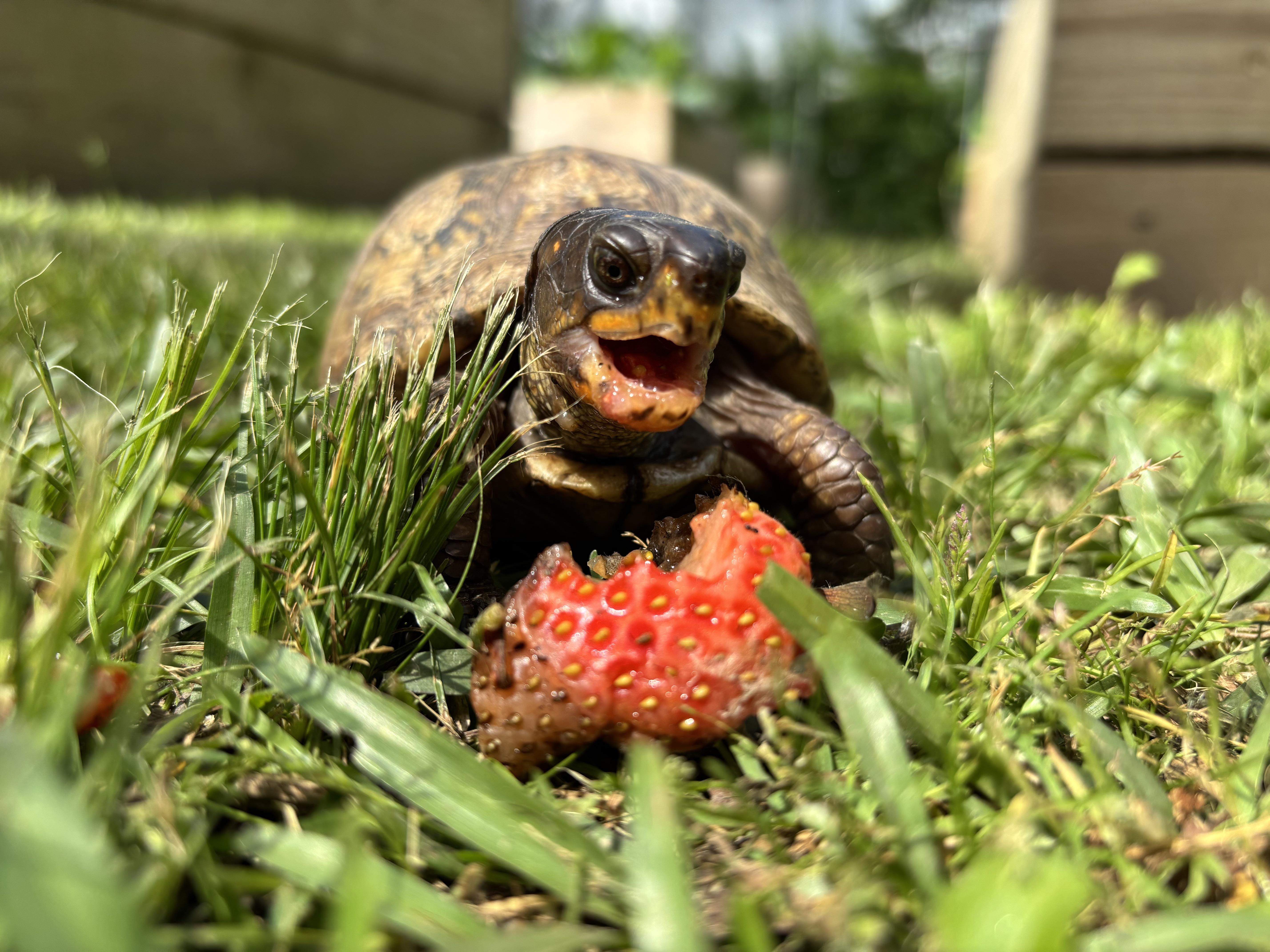 5712x4284 Strawberry (aptly named), the turtle who lives somewhere in my kitchen garden, returned today for more handouts