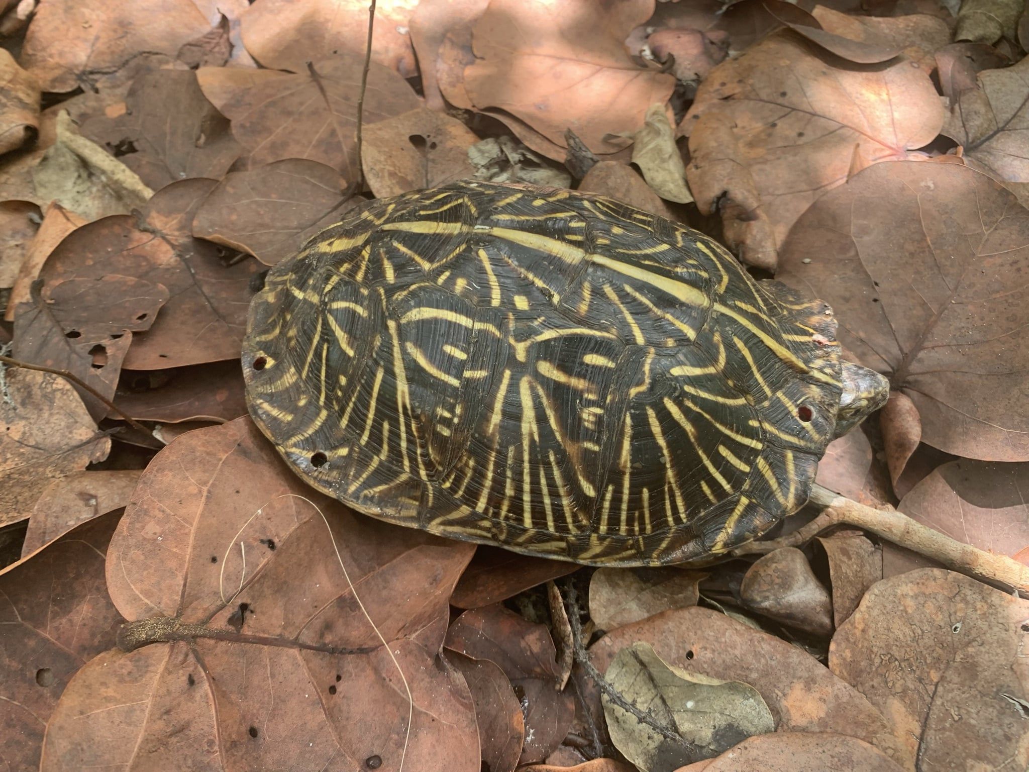 2048x1536 Florida Box Turtle Project Captiva Conservation Foundation