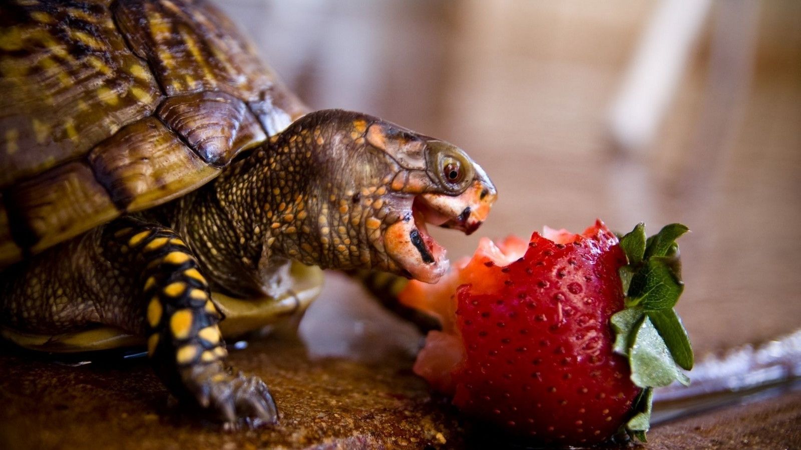 1600x900 Cute Turtle HD Background Wallpaper 19272