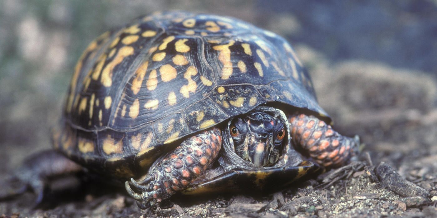 1400x700 Eastern box turtle. Smithsonian's National Zoo and Conservation Biology Institute
