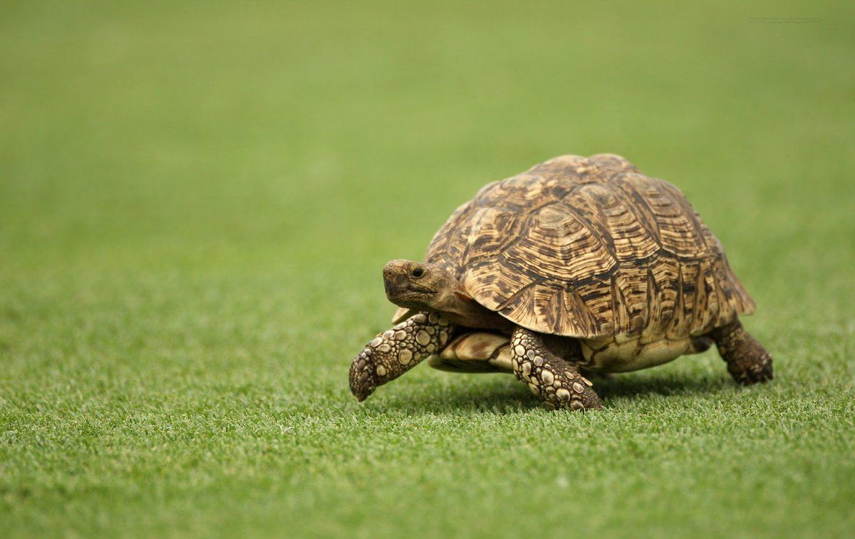 1200x757 Tortoise = Land Turtle = Water and DON'T!!! make me say it again